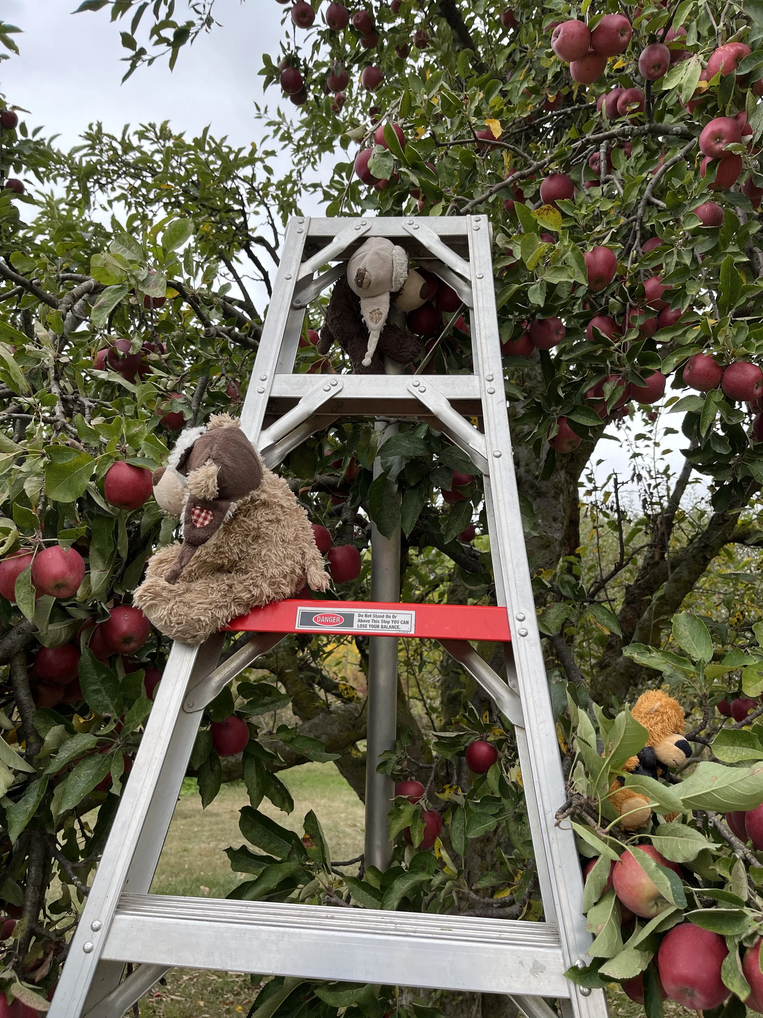 Announcing Yeti's Candidacy