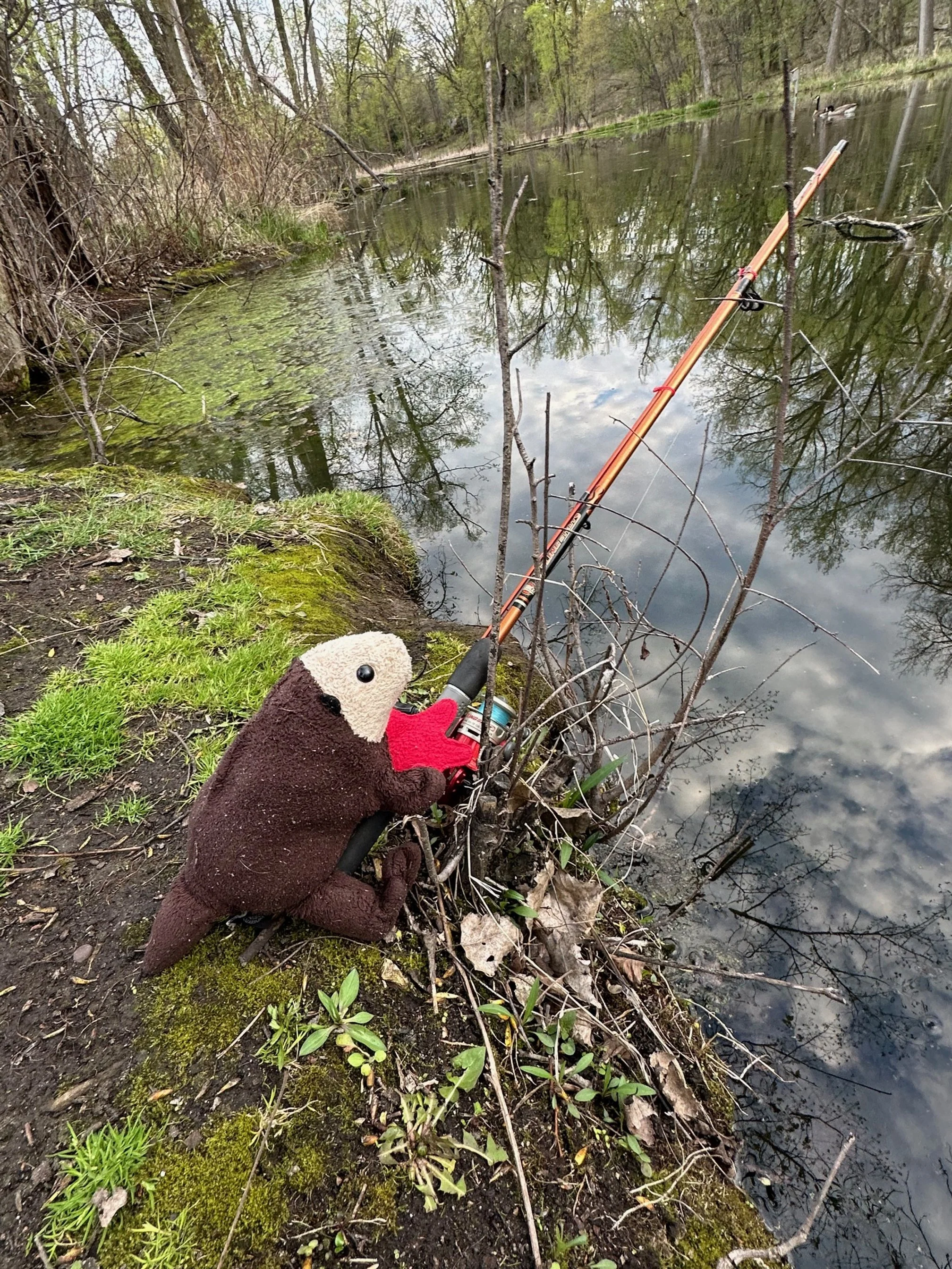 Sea Otter About Town