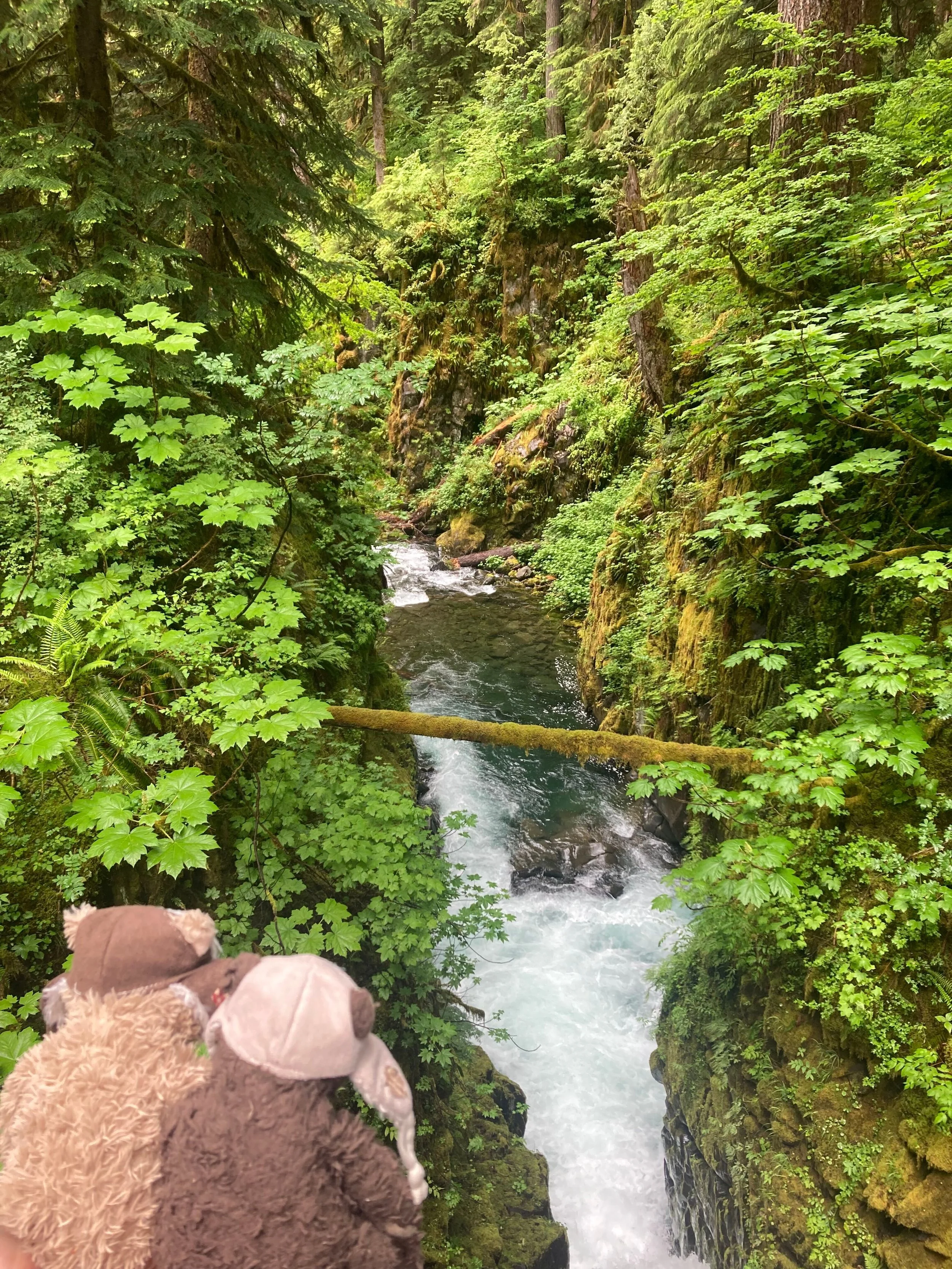 Yeti &amp; S'mores Do Some Campaign Fundraising