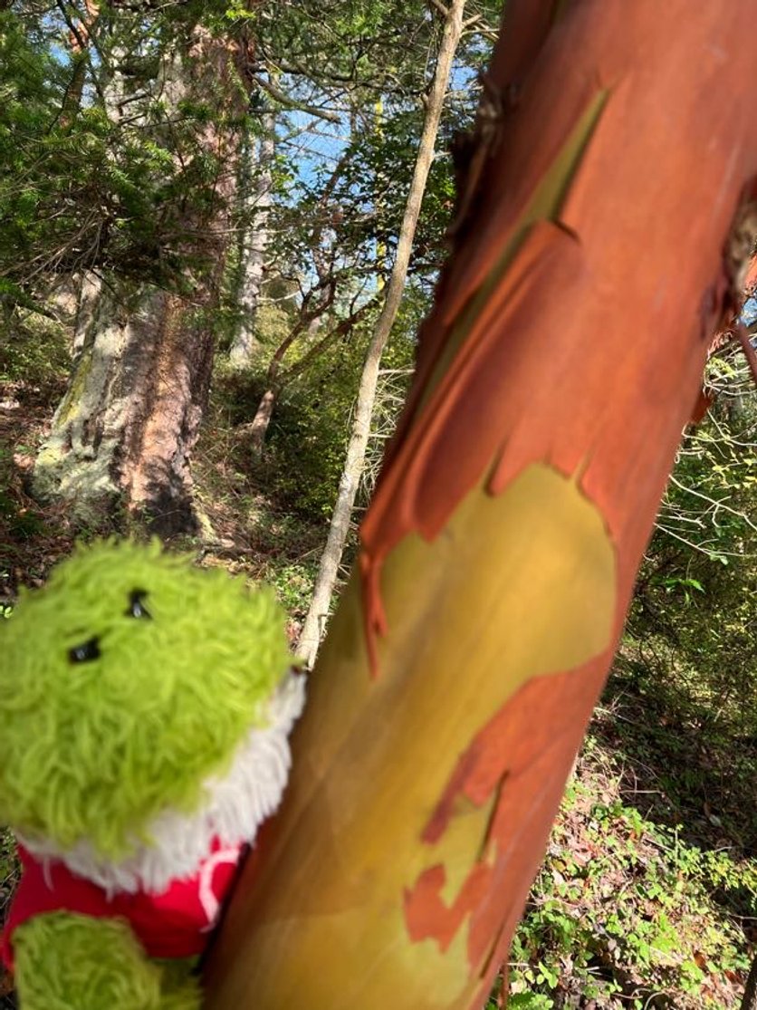 Froggy Invents Some New Xtreme Sports