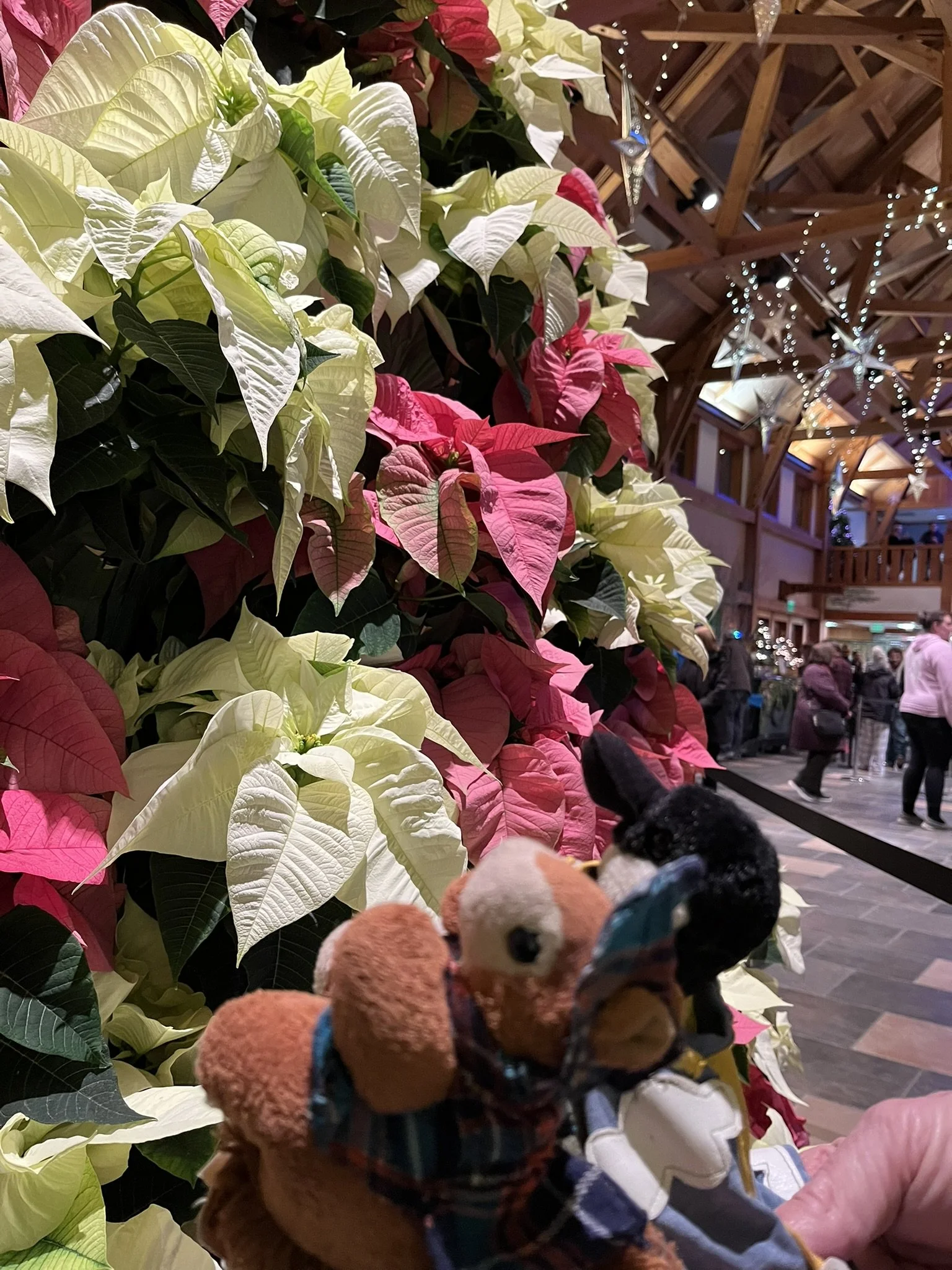 Oh, Christmas Trees!