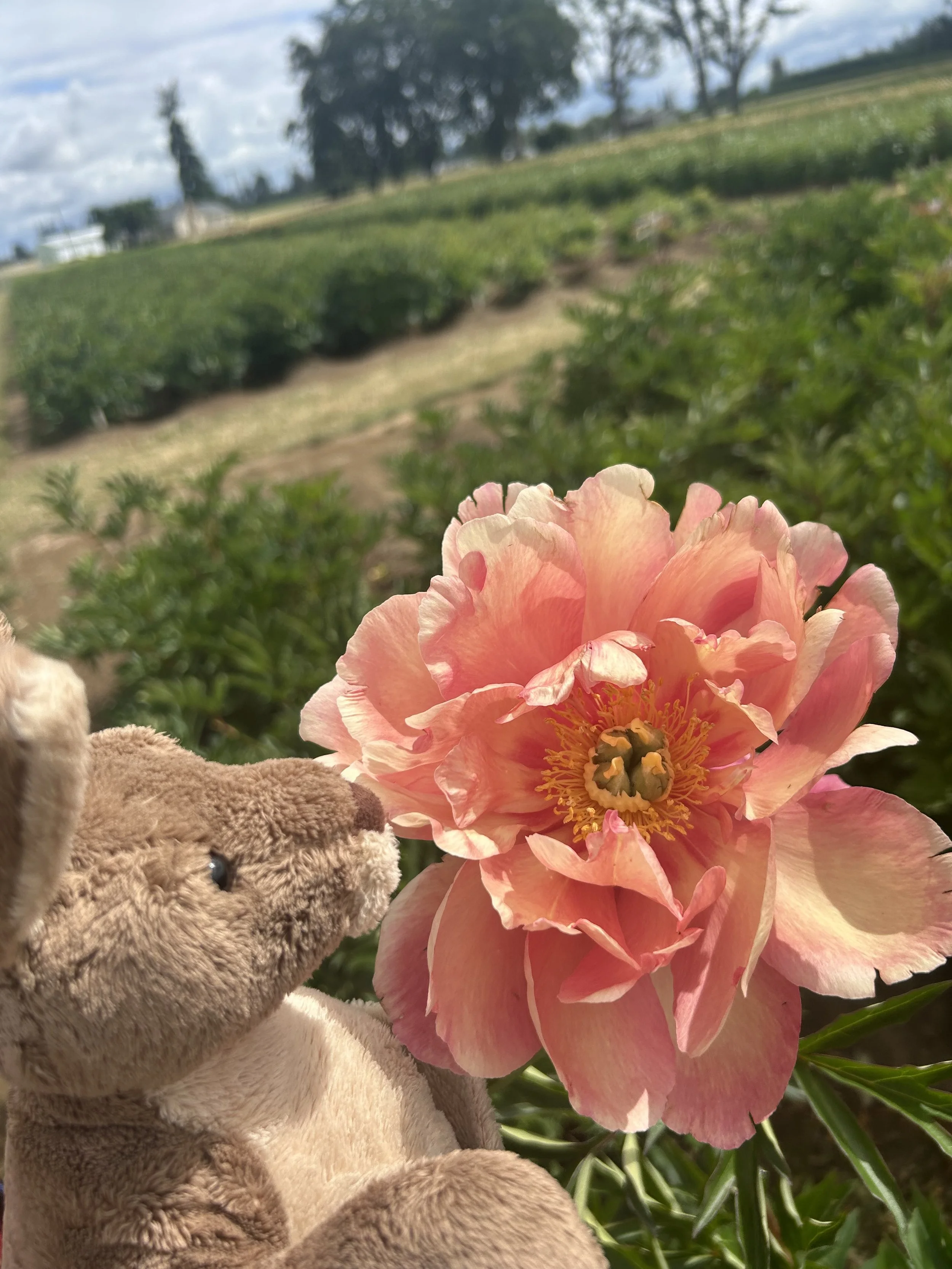 Peonies- Four Ways