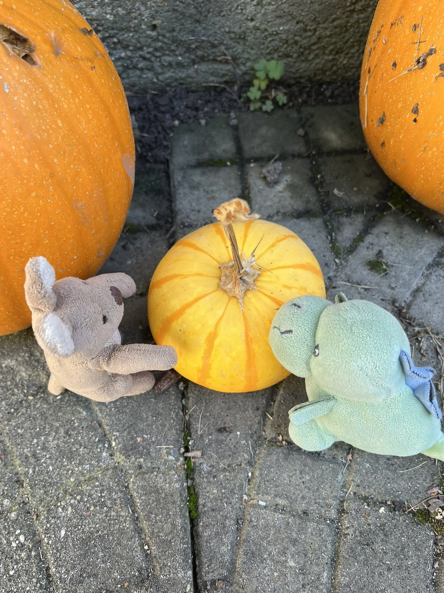 Fajita asks, "What is 'Fall'"?