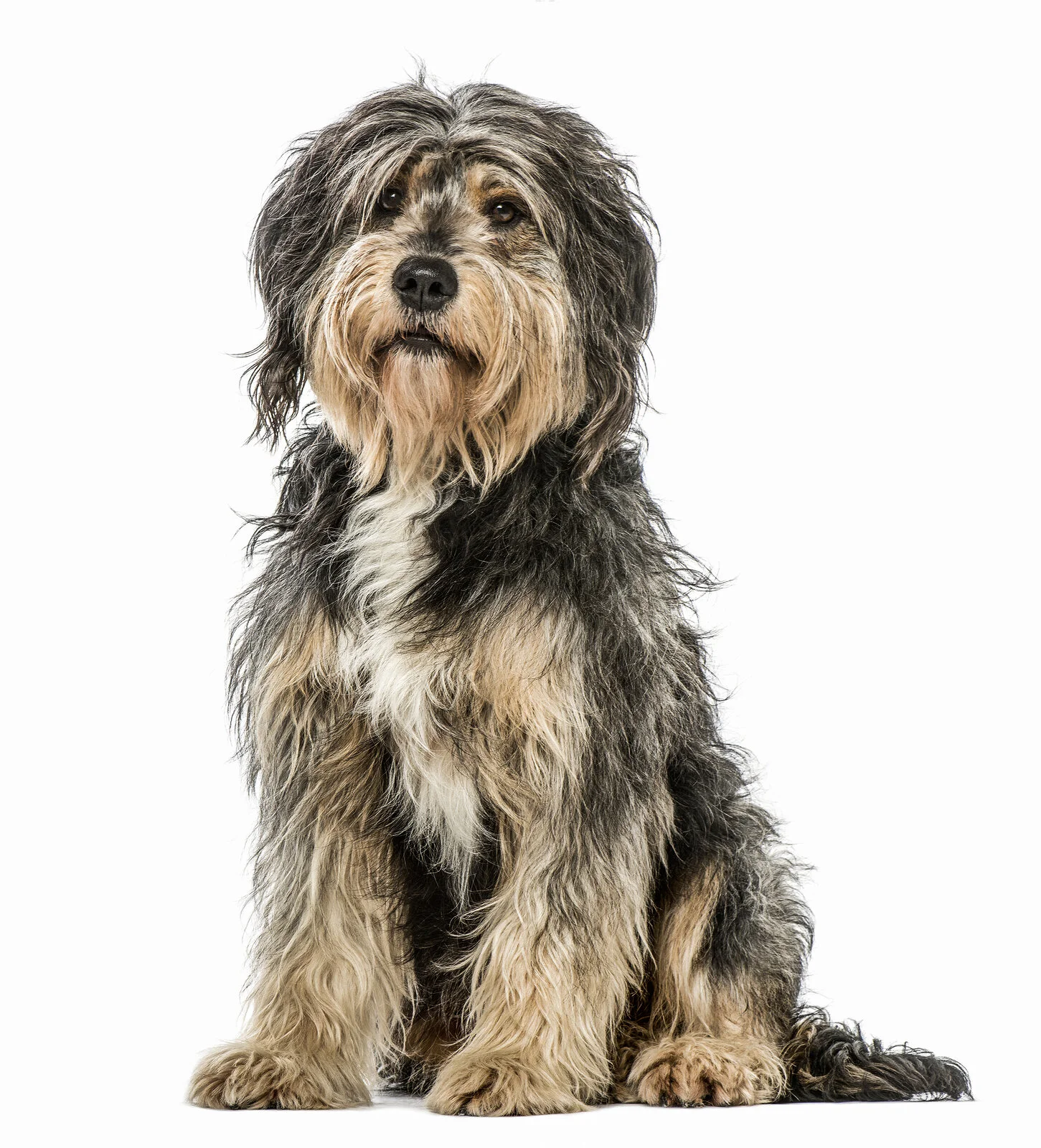 Guidelines for groomers in Victoria… — PIAA