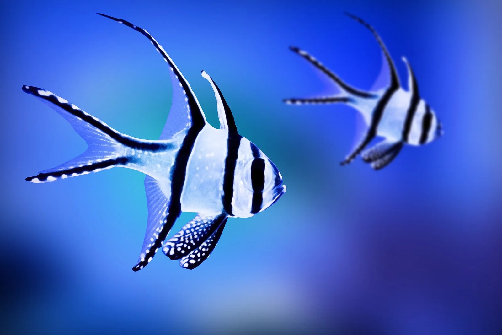 Fishing for Facts an introduction to the UK ornamental fish trade… — PIAA