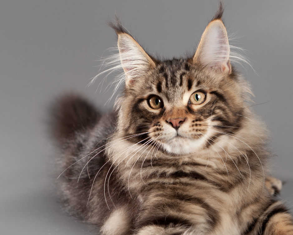 Australia s Top Trending Cat Breeds Revealed PIAA
