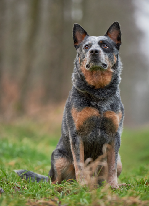 The Great Cattle Dog Muster — PIAA