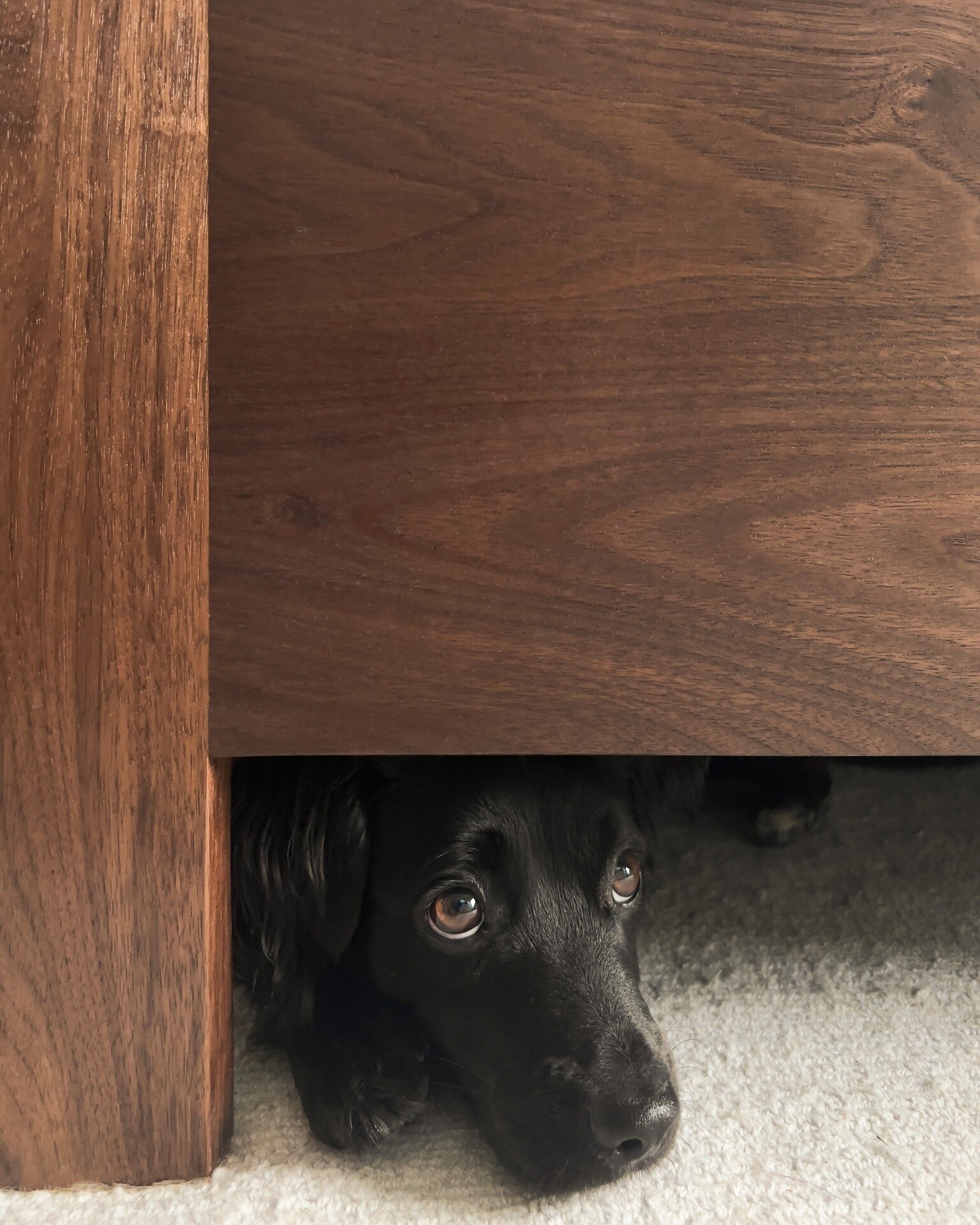 A detail shot of the new walnut bed. Our little dog Charlies been enjoying playing and napping underneath it 😍 #lovemyrescuedog 

.
.
.
.
.
#CustomWoodFurniture
#HandcraftedDesigns
#ArtisanFurniture
#BespokeWoodwork
#LuxuryHomeDecor
#WoodDesigns
#In