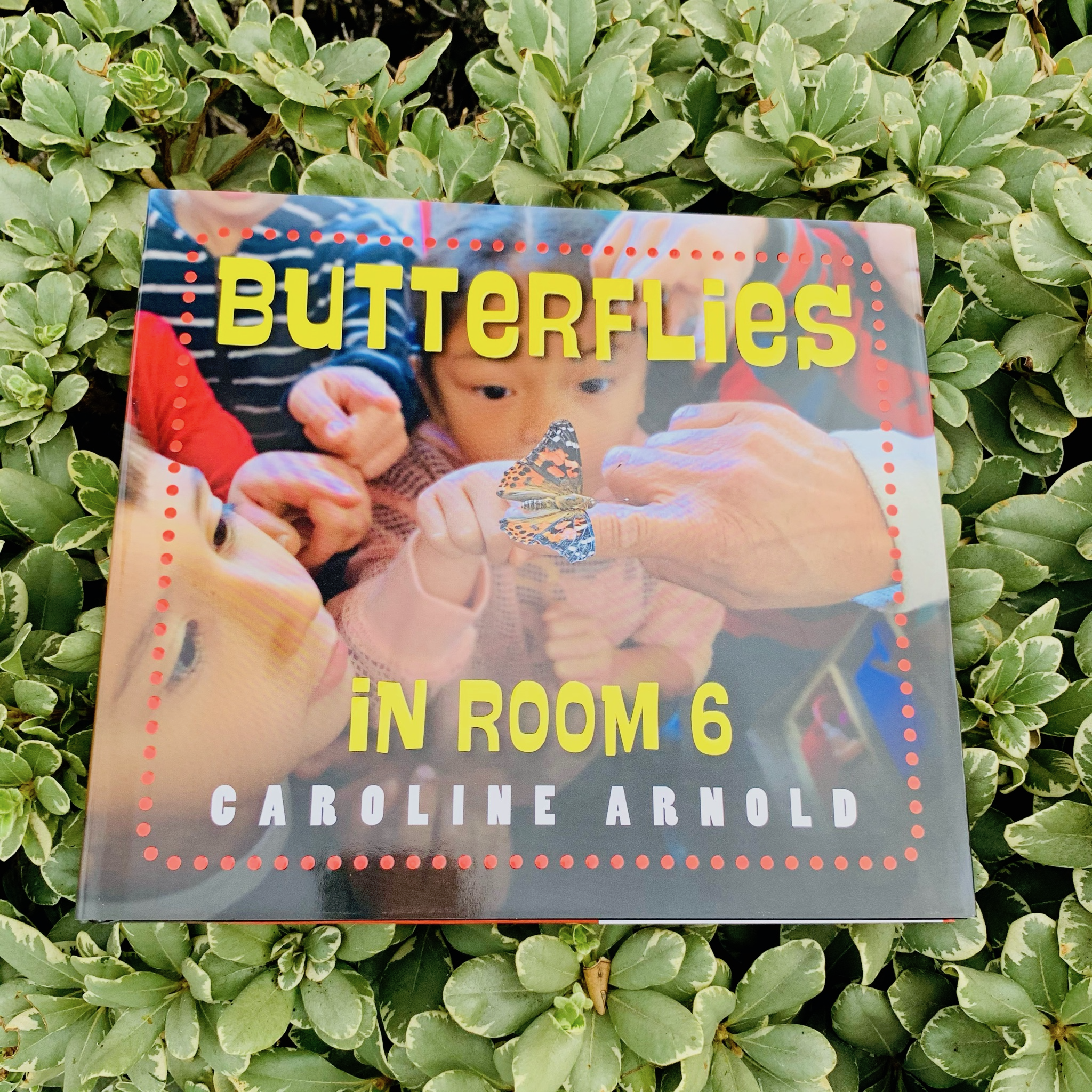 Butterflies in Room 6 by Caroline Arnold, Notable Work of Juvenile Non-Fiction Award Winner
