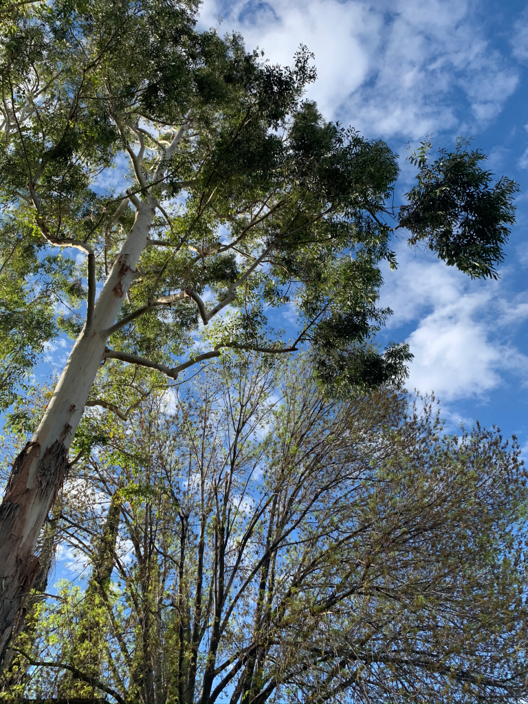 26th Annual Charlotte S. Huck Children’s Literature Festival - March 3