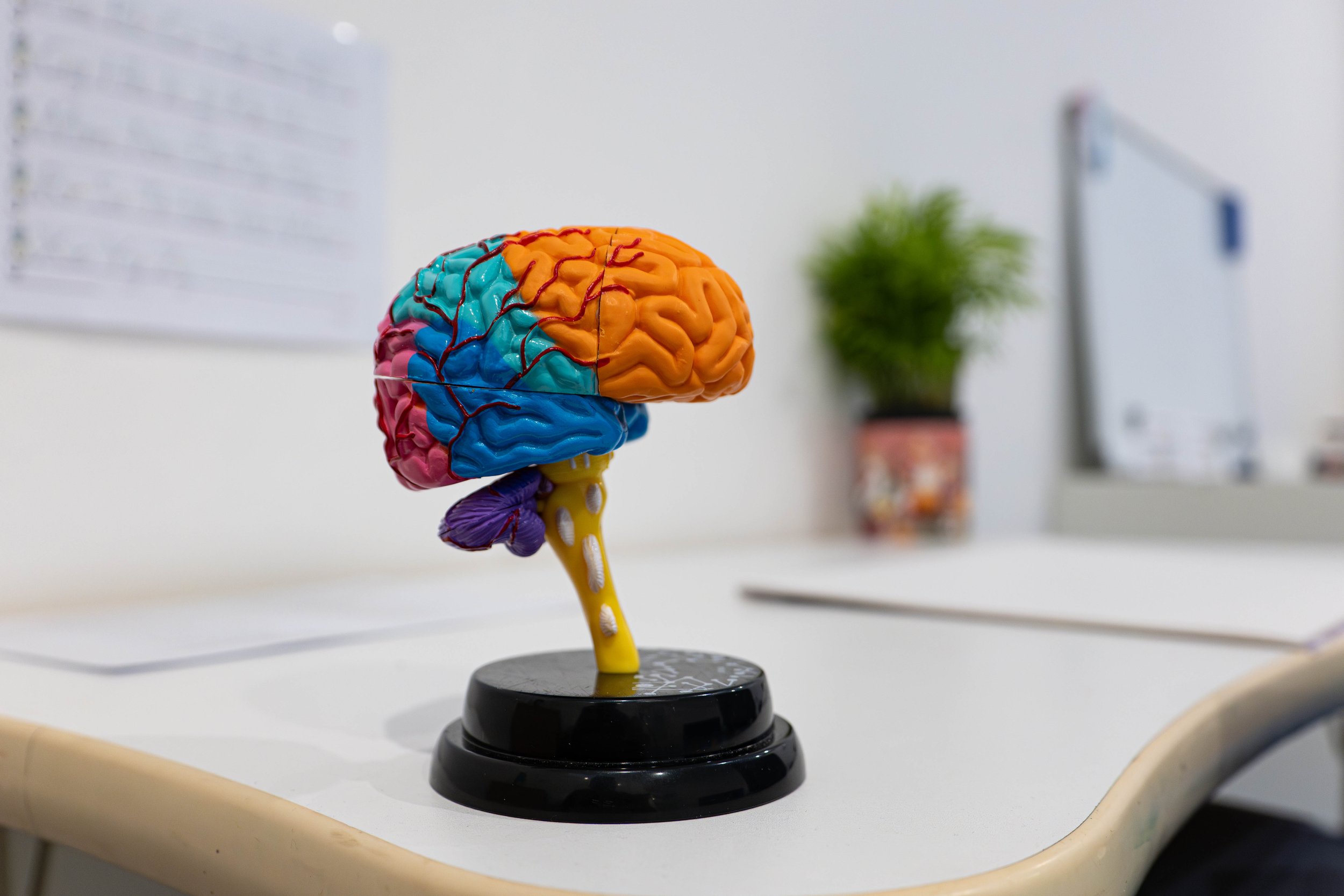 A colourful model of a brain.