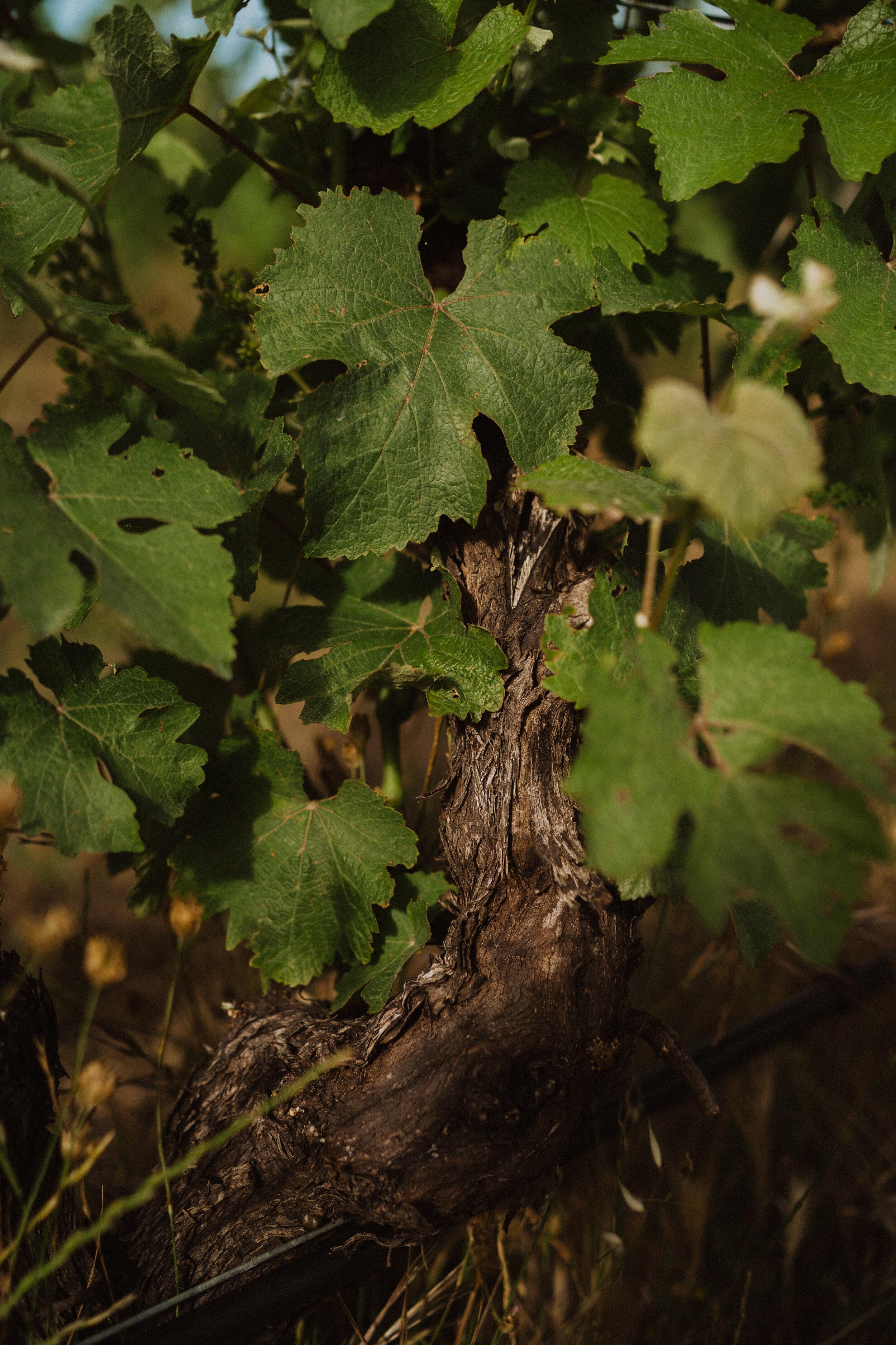Trait Wines - Paris Hawken Photography-12.jpg