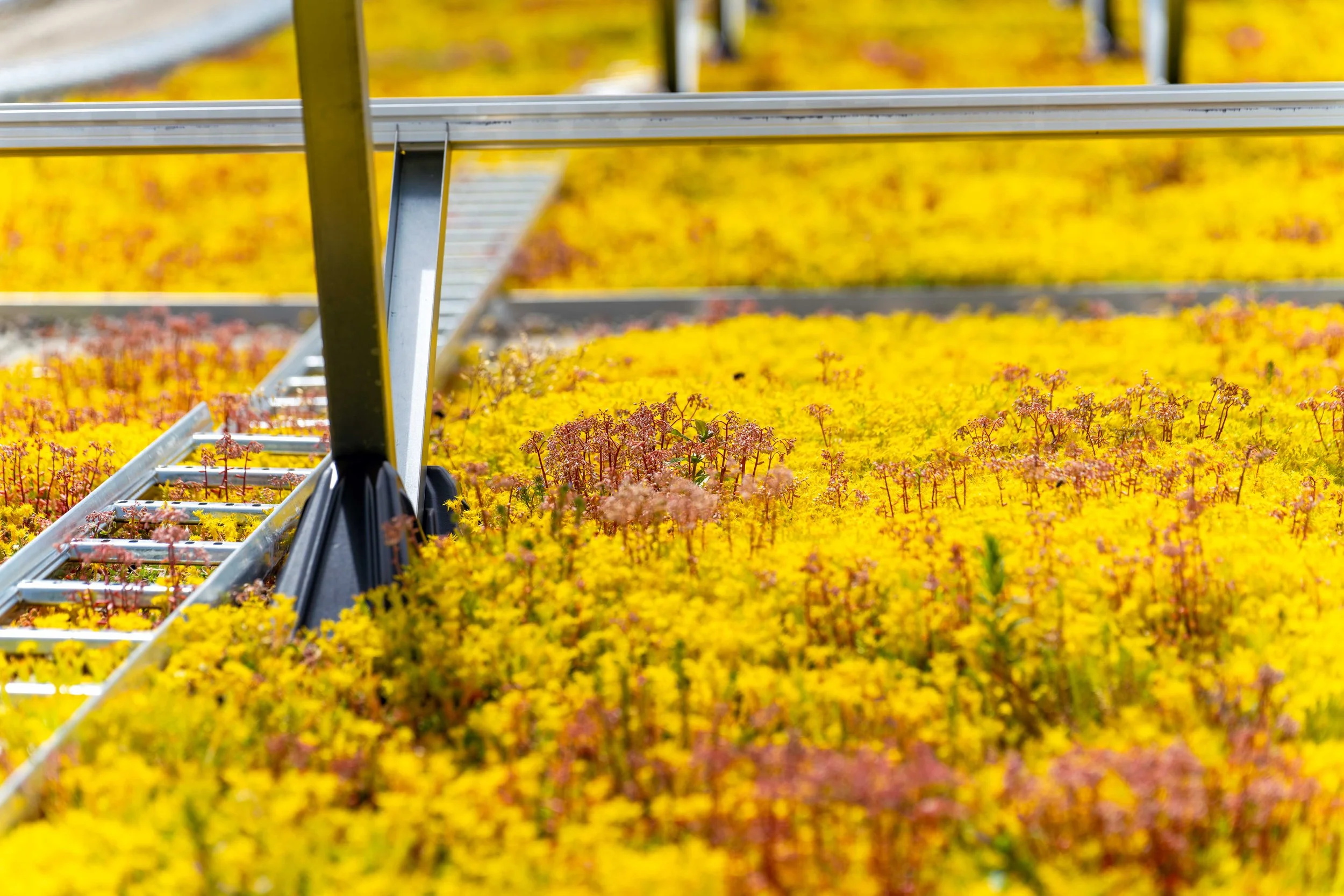 20240611-Bergknapp - Tøyenbadet juni 2024 169.jpg