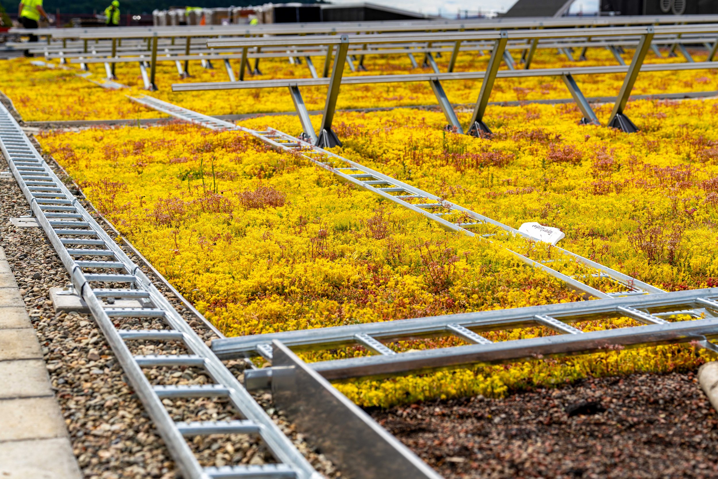 20240611-Bergknapp - Tøyenbadet juni 2024 130.jpg