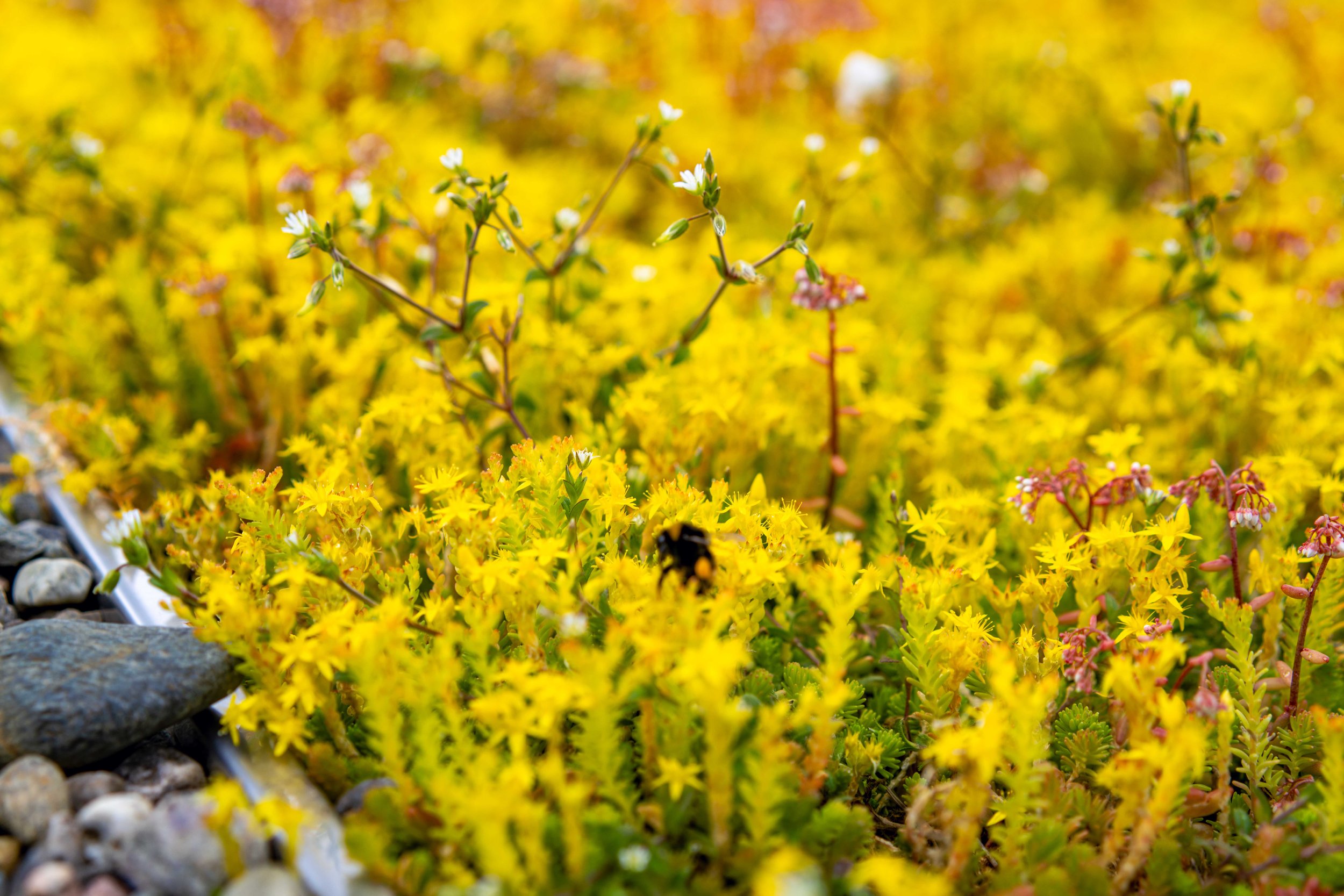 20240611-Bergknapp - Tøyenbadet juni 2024 041.jpg