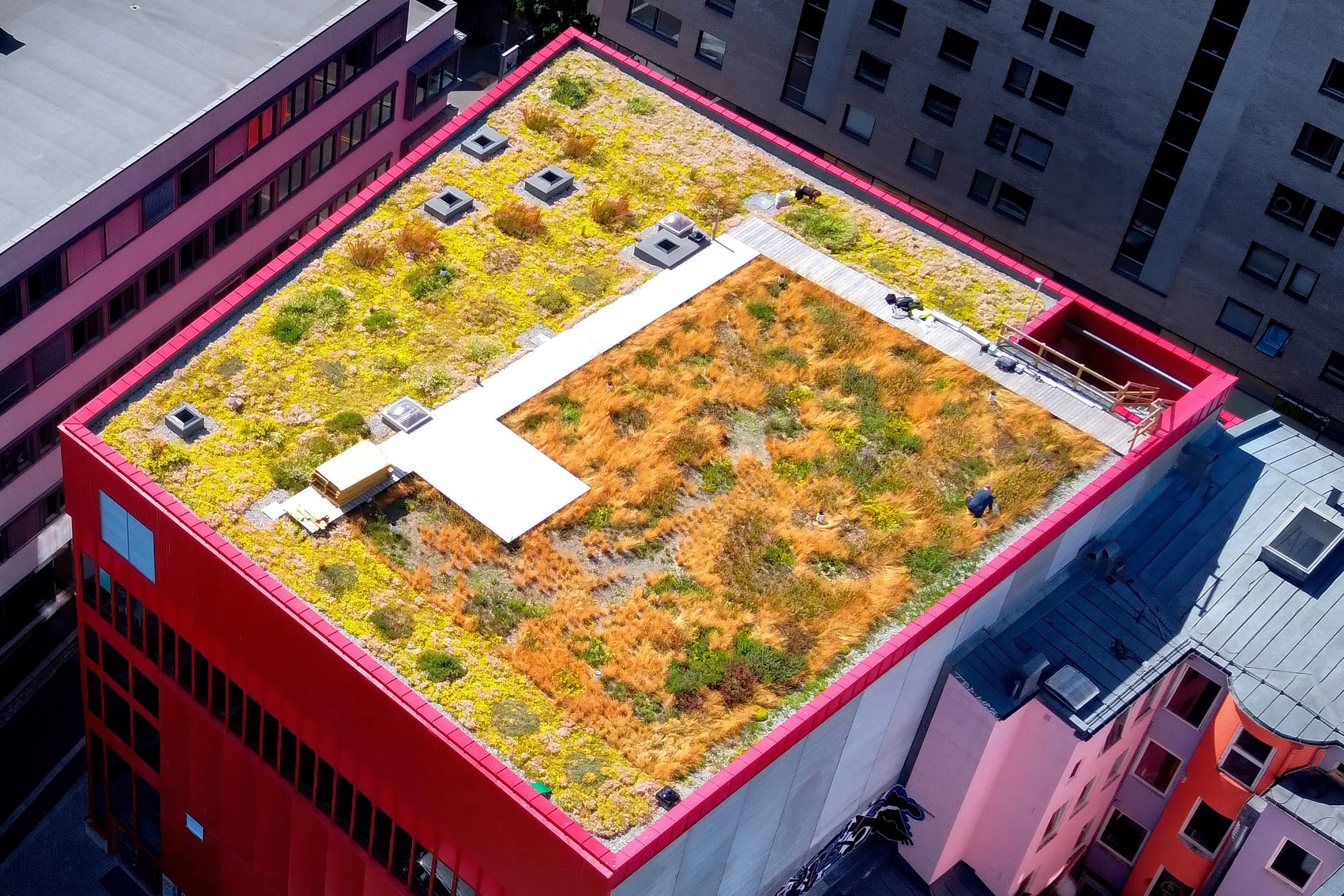 vega scene - Bergknapp juni zoom.jpg