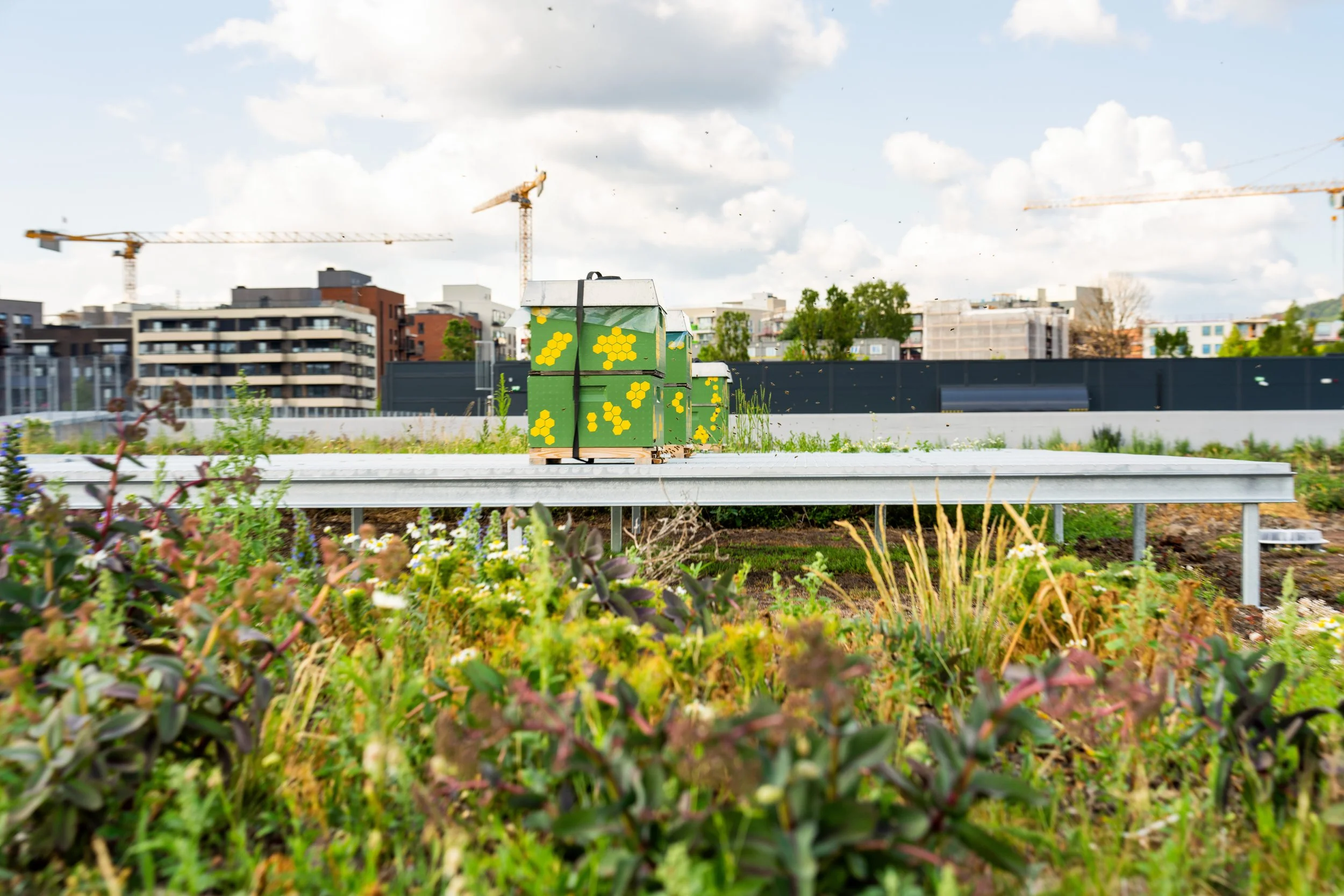 Bergknapp juni 2023 - Motek takterrasse - DSC01078.jpg