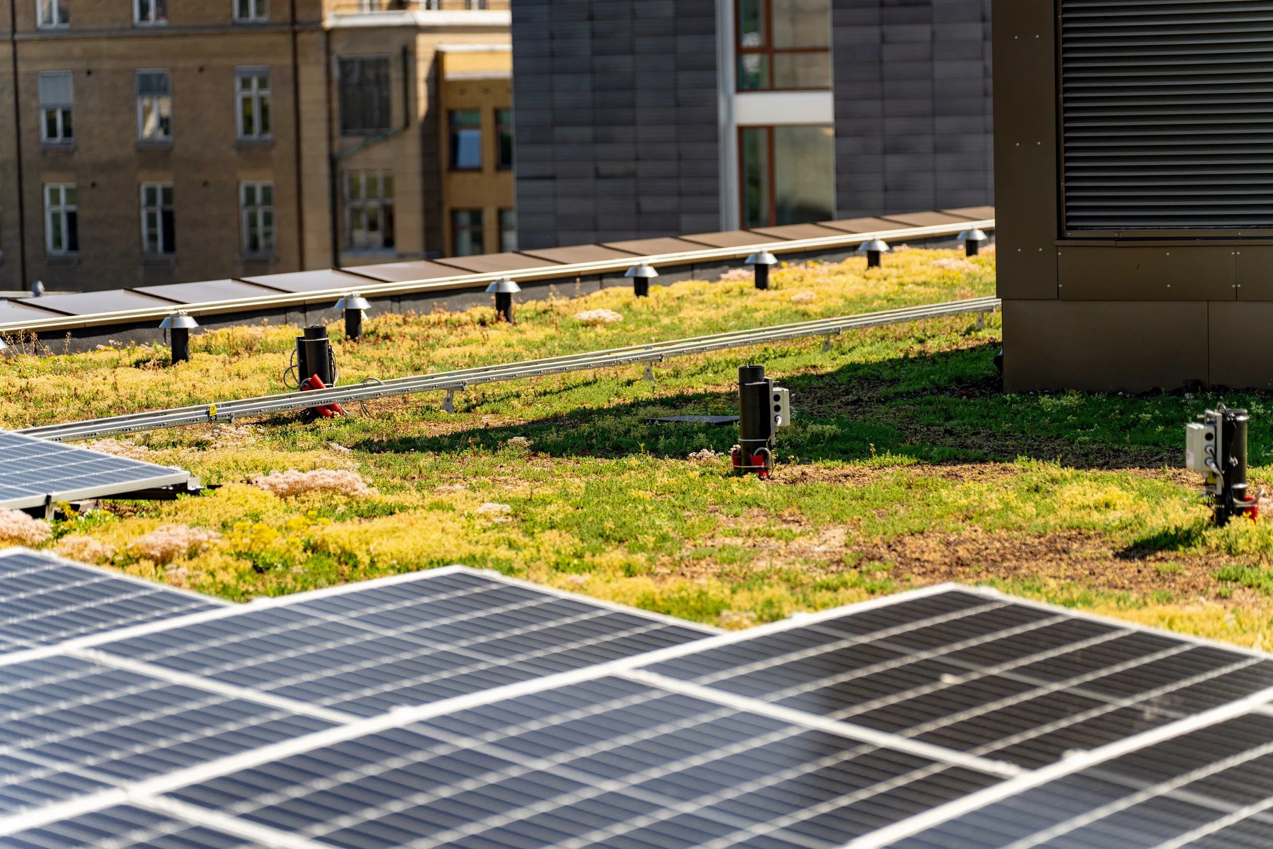 Bergknapp juni 2023 Legevakt DSC01765.jpg