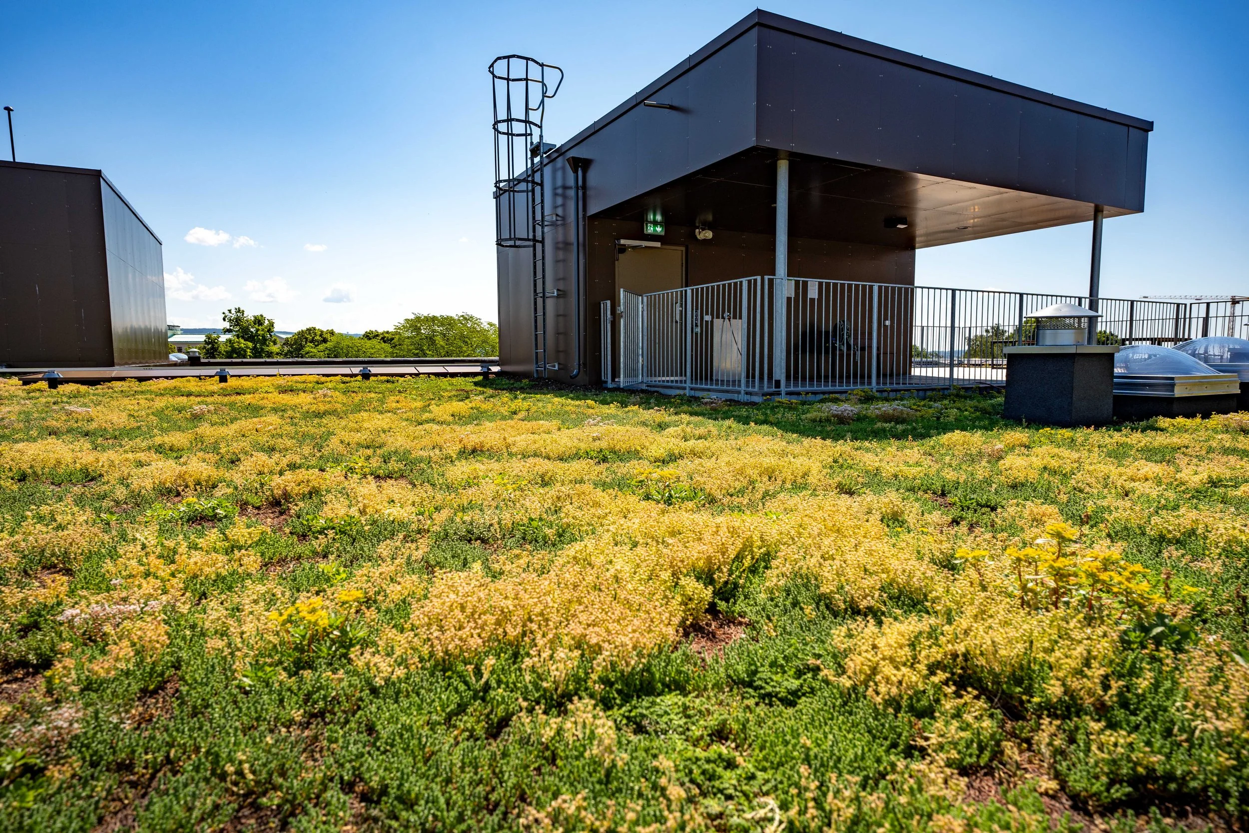 Bergknapp juni 2023 Legevakten  VV _DSC0481.jpg