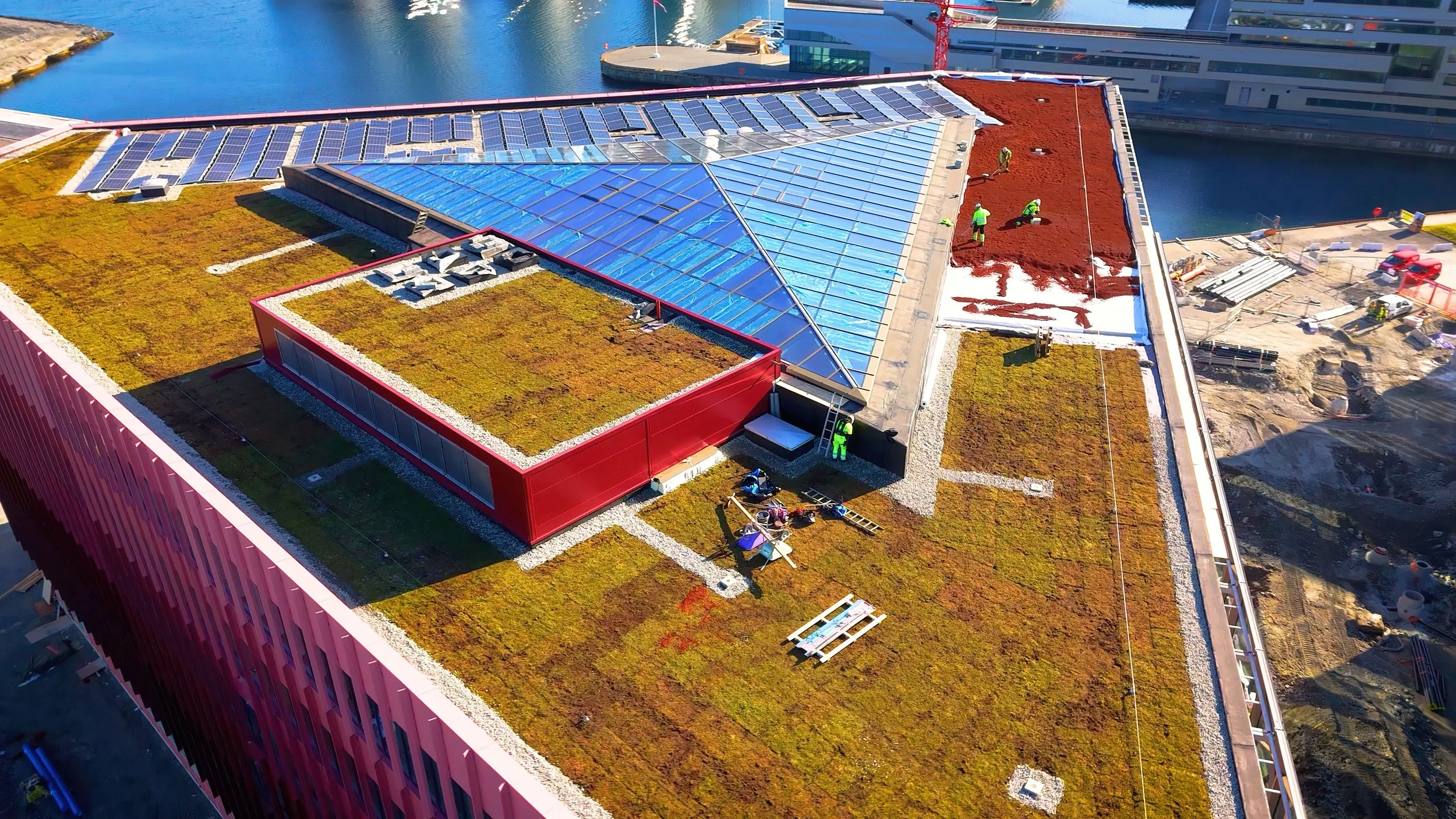 Bergknapp legge sedum på Vahall 3.jpg