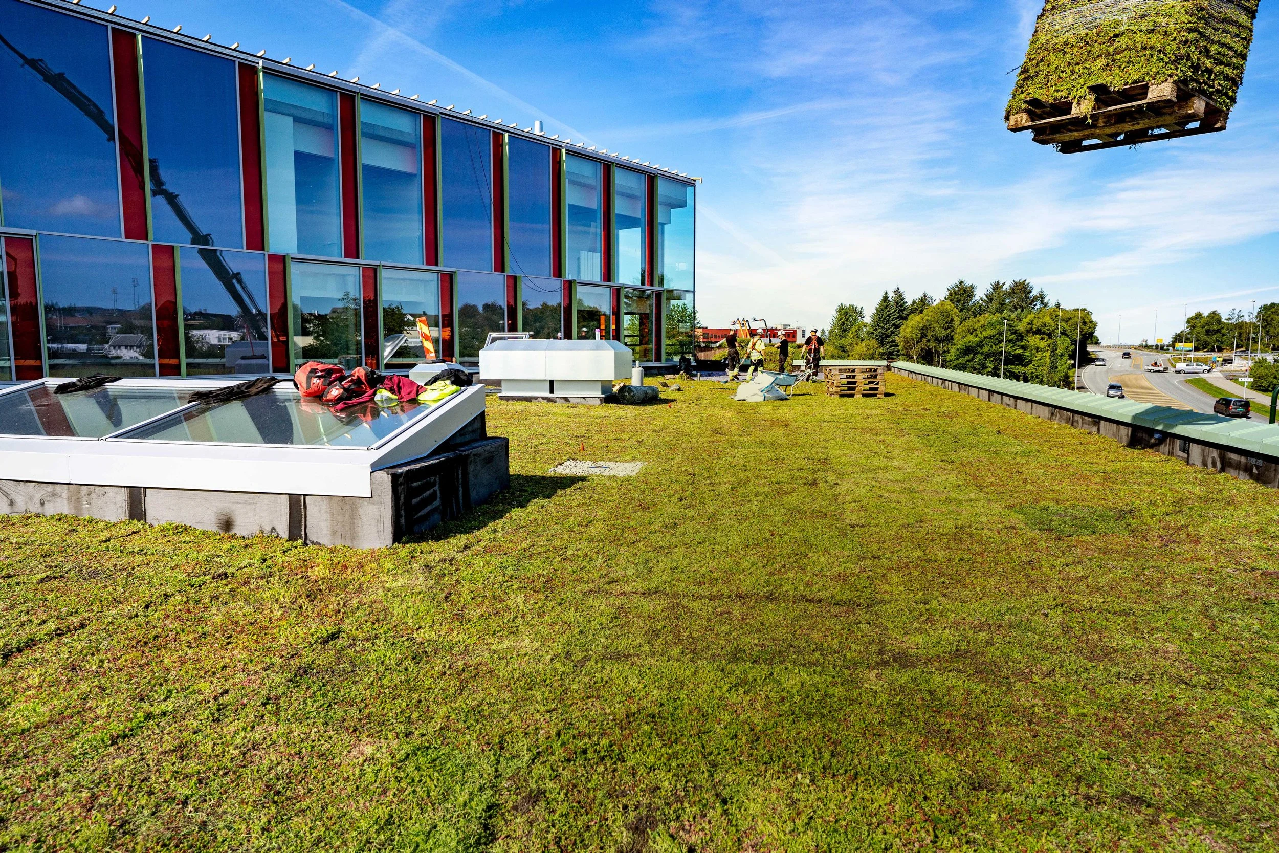 bergknapp østerhus sedum 20mm DSC06802 magasin 2.jpg