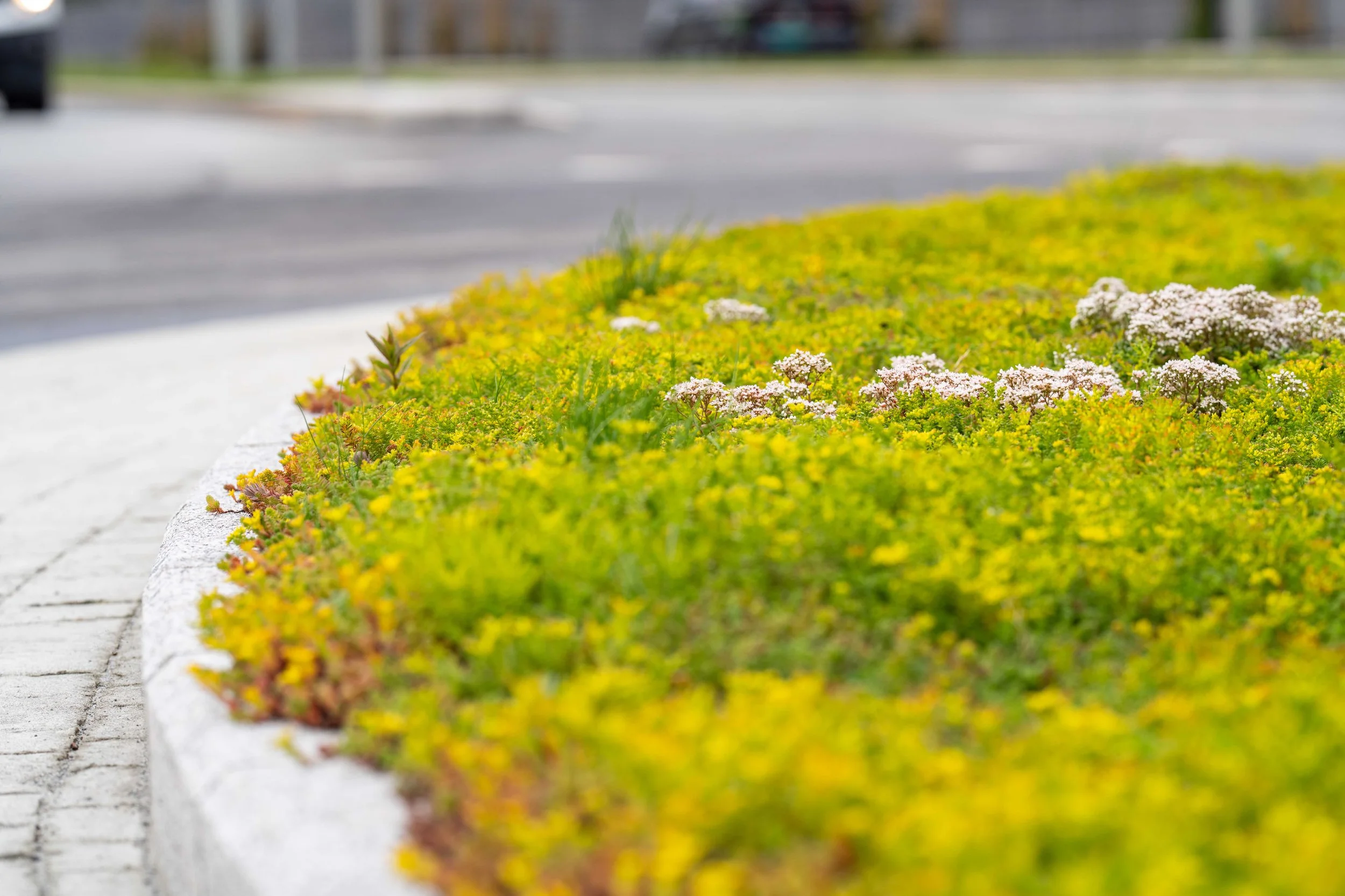 Bergknapp sedum rundkjøring 17 juni 2025 55_01393-1 Gausel.jpg