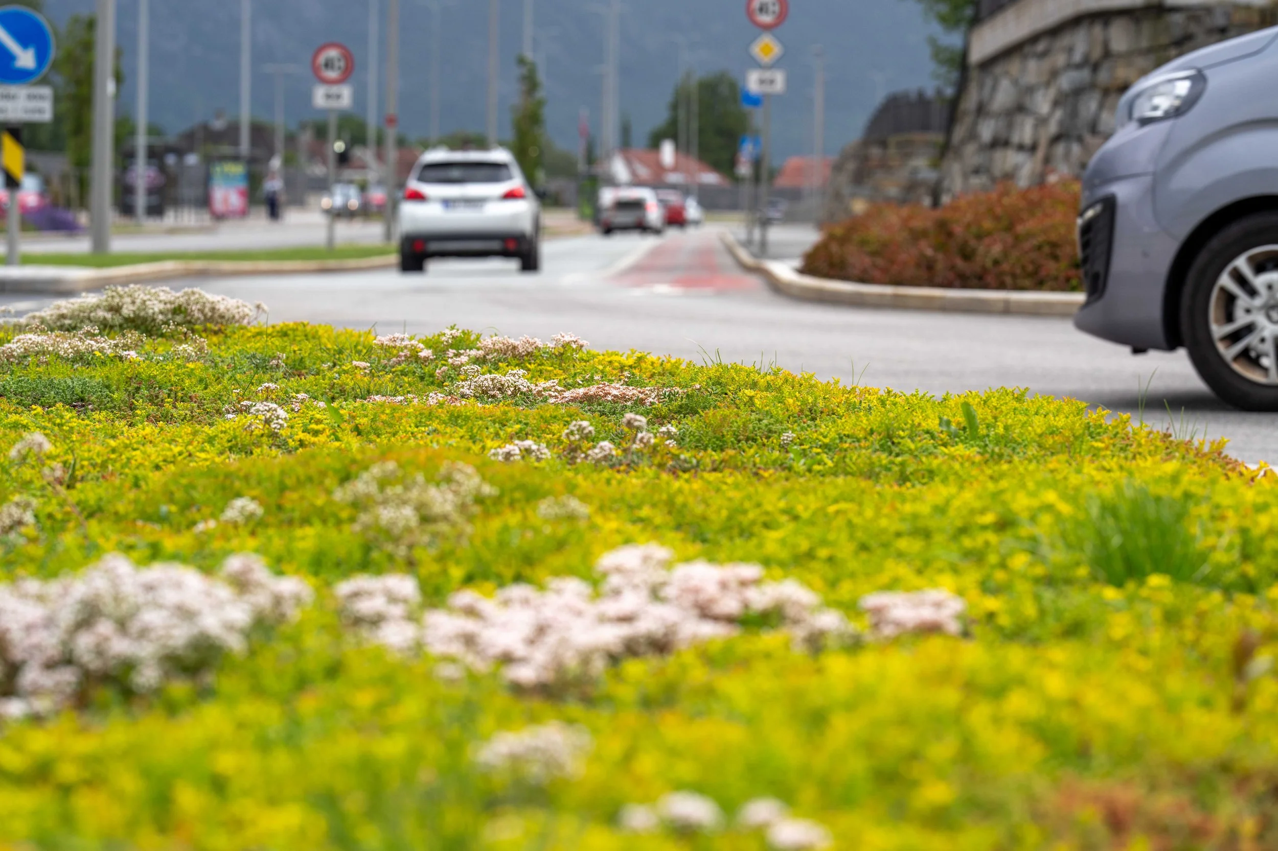 Bergknapp sedum rundkjøring 17 juni 2025 55_01455-1 Gausel.jpg