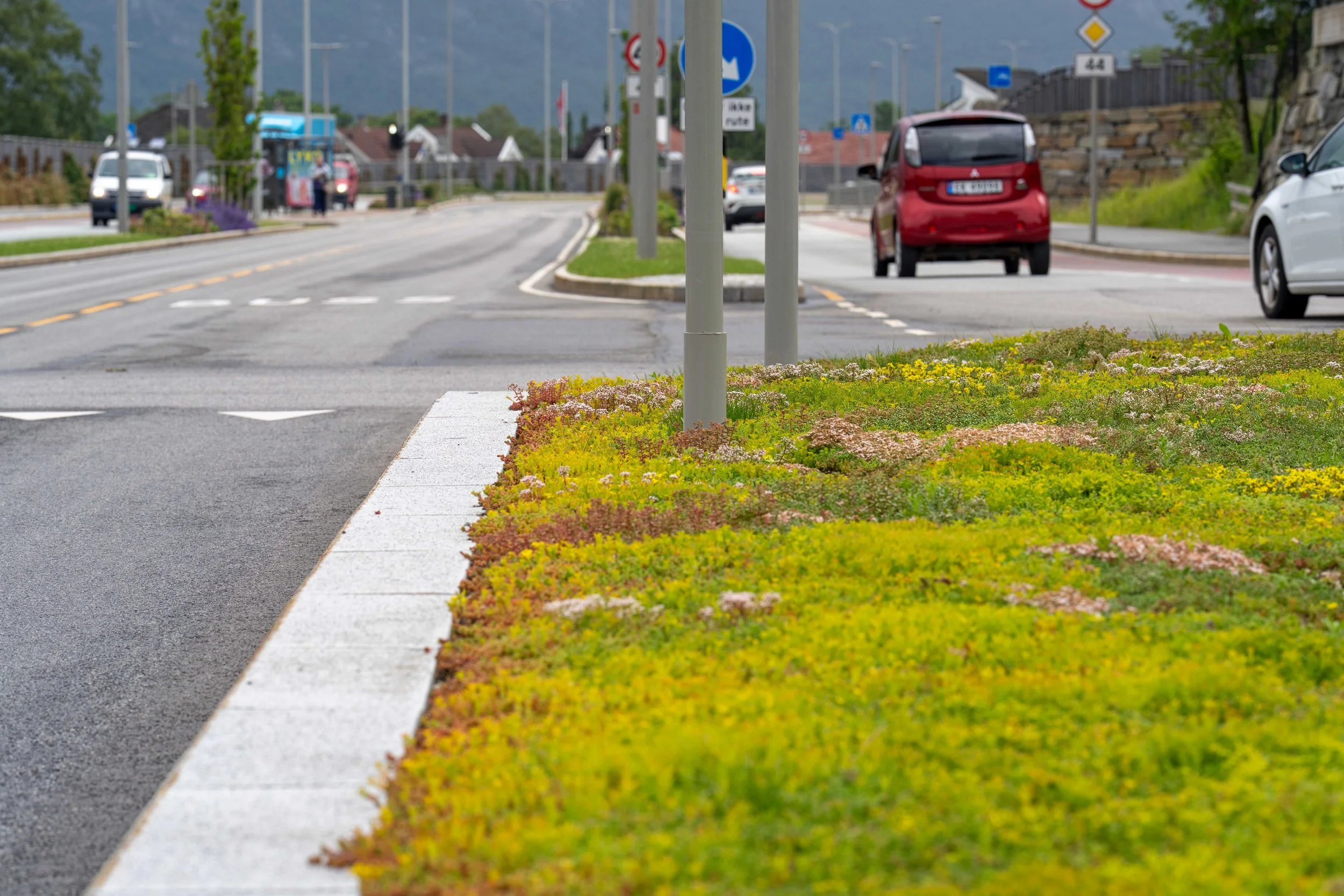 Bergknapp sedum rundkjøring 17 juni 2025 55_01522-1 Gausel.jpg