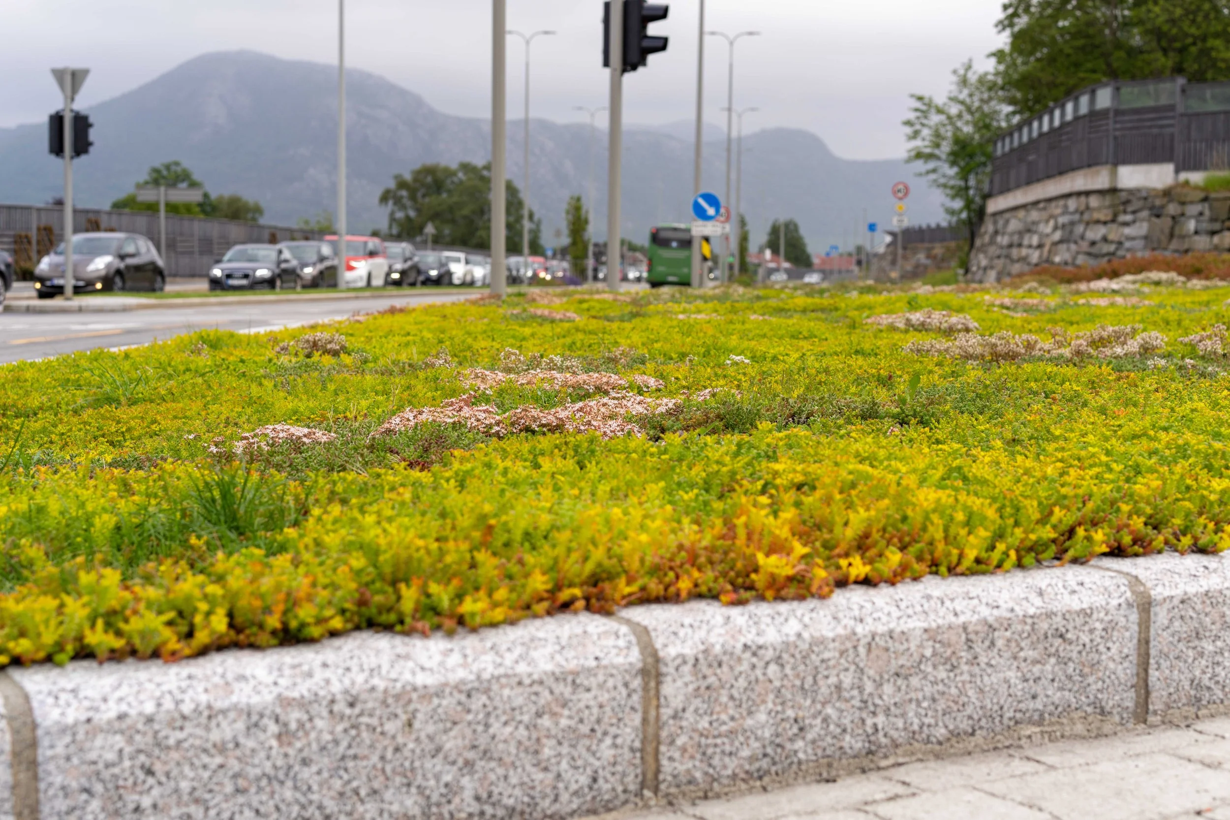 Bergknapp sedum rundkjøring 17 juni 2025 35_08875-1 Gausel.jpg