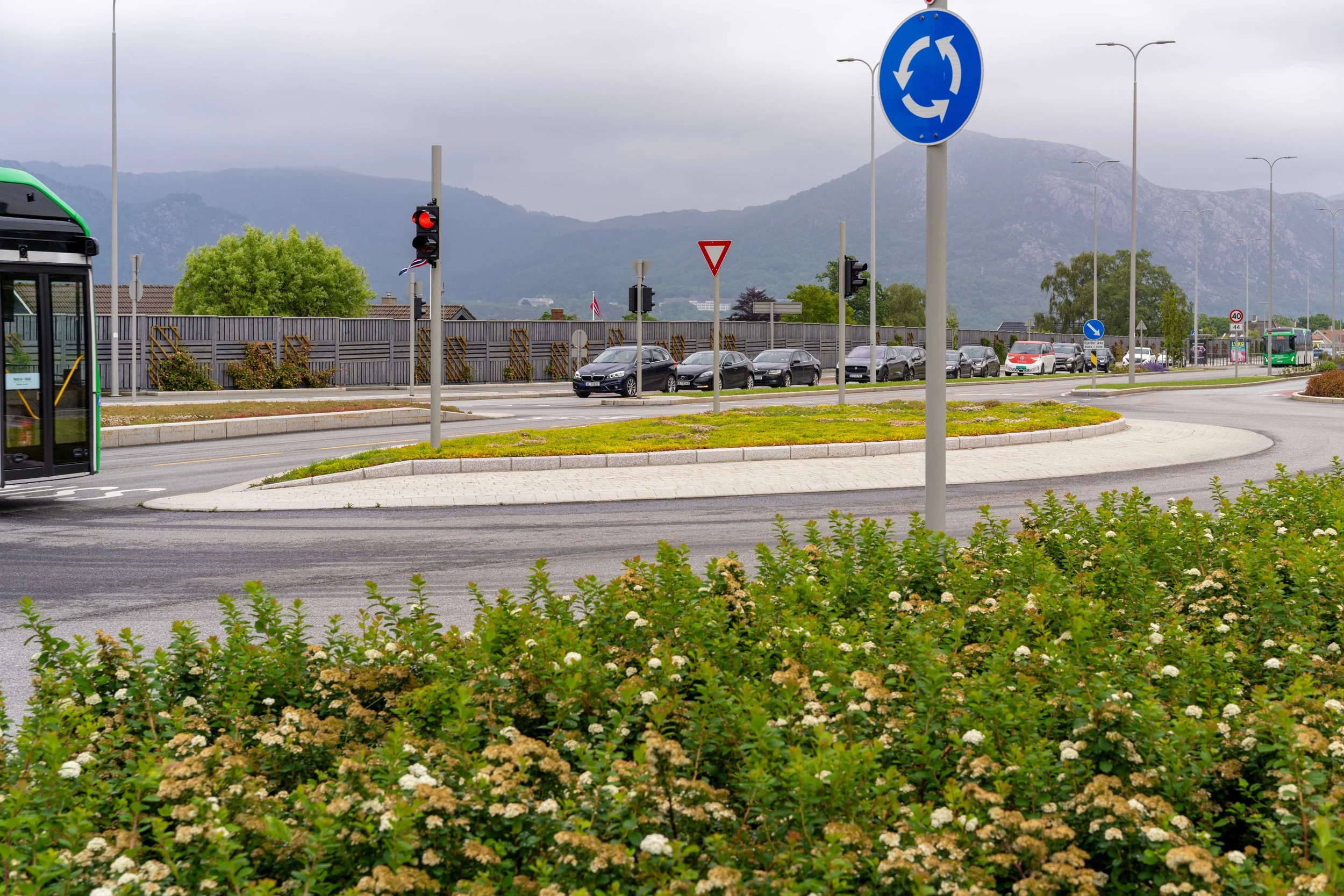 Bergknapp sedum rundkjøring 17 juni 2025 35_08777-1 Gausel.jpg
