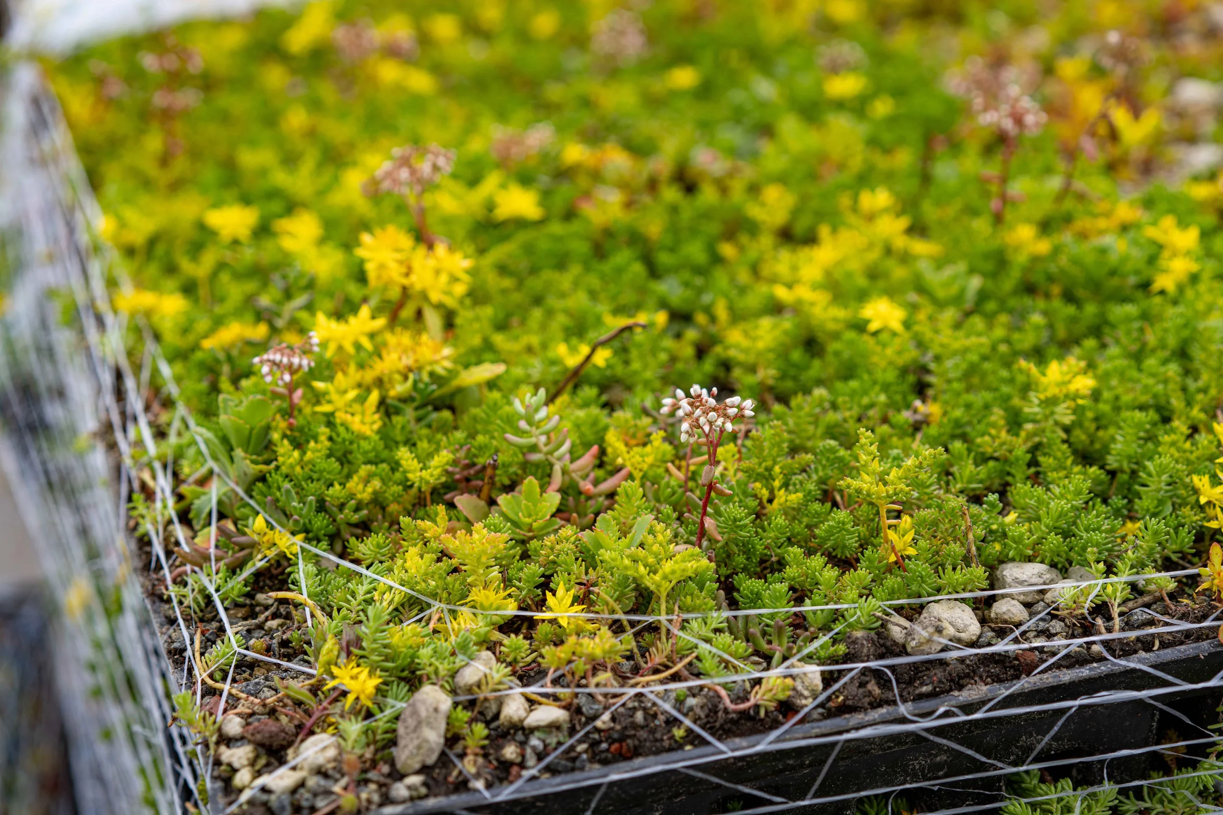 Bergknapp sedumkassett flott sedum juni 2024 1.jpg
