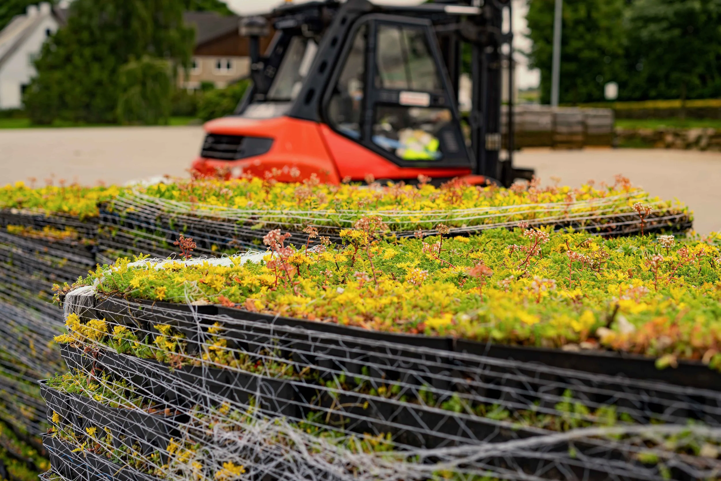 Bergknapp sedumkassett flott sedum juni 2024 4.jpg