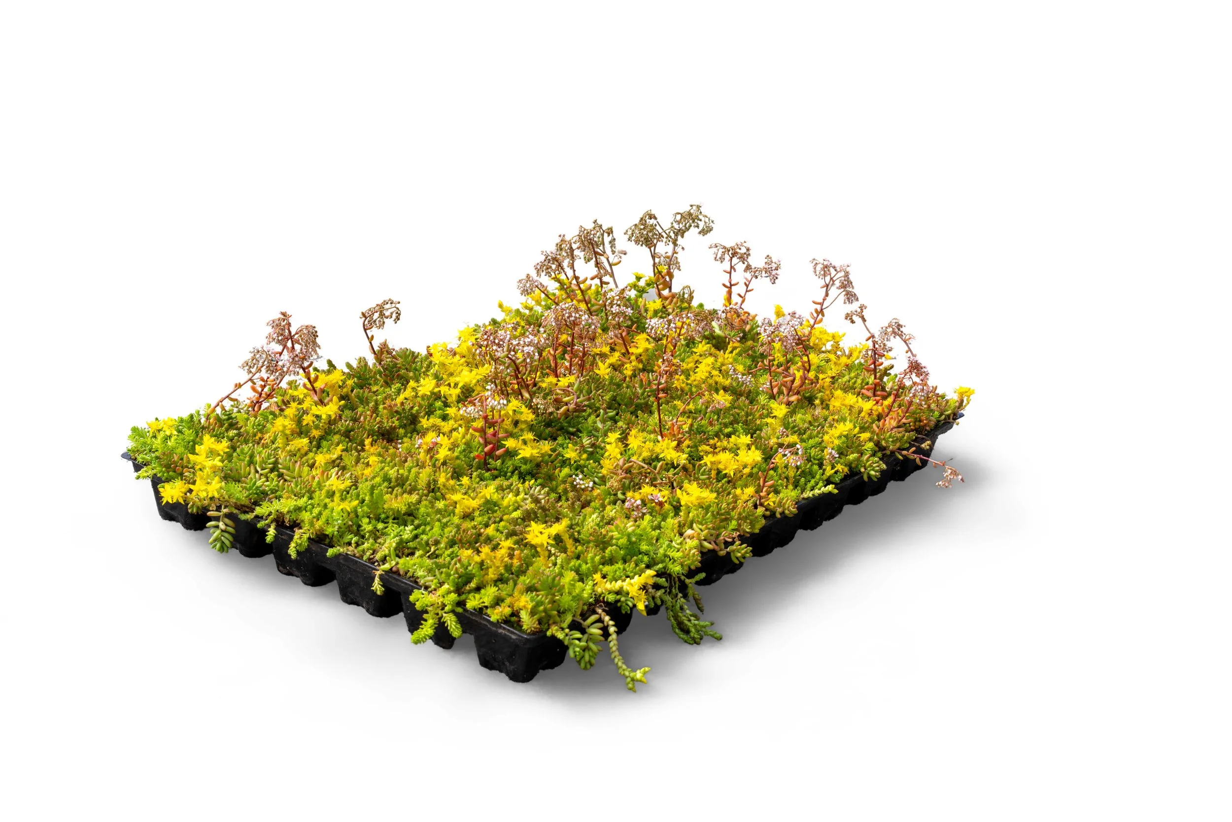 Bergknapp sedumkassett juni 2025 001 frodig.jpg