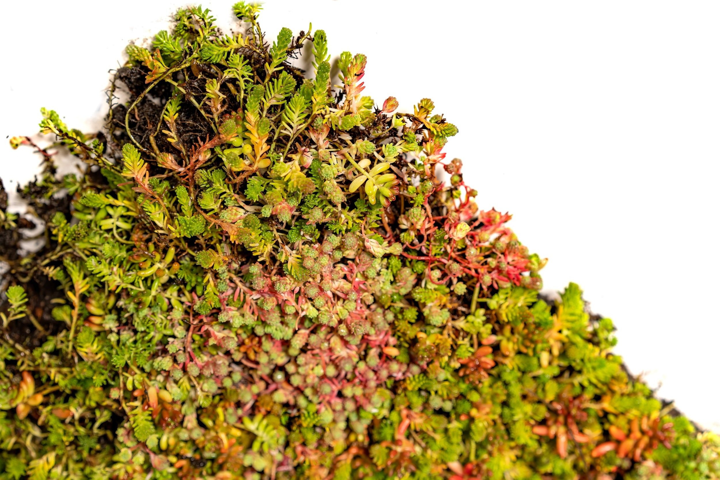 sedummatte-bergknapp-sedum-og-gr-nne-l-sninger