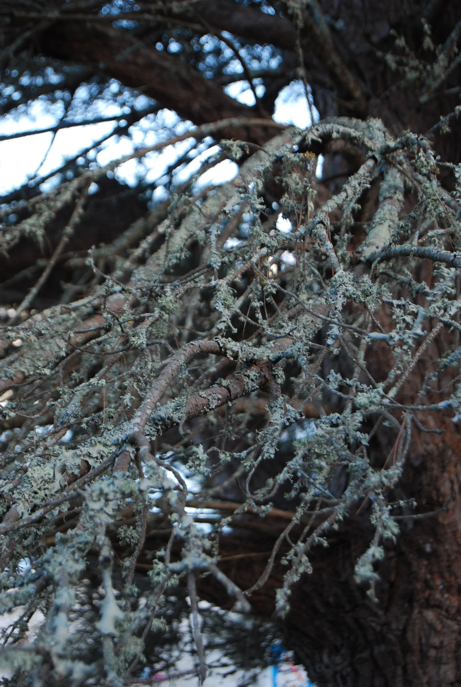 DSC_0339.JPG