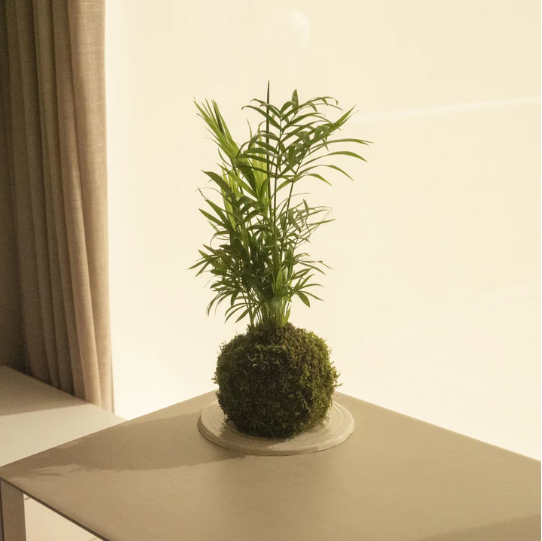 omotesando base ceramica(1).PNG