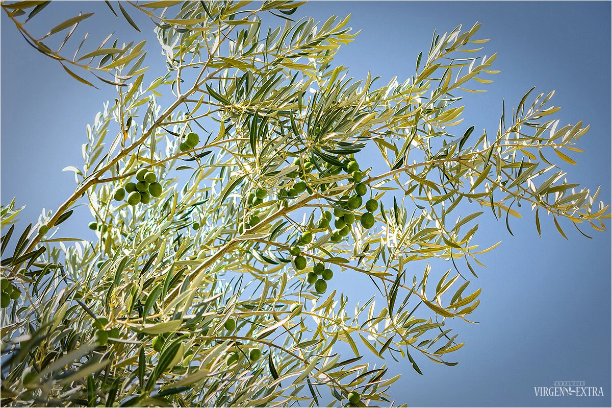 ‘Hojiblanca’ alyvuogių veislė | Andalūzija. Virgen Extra