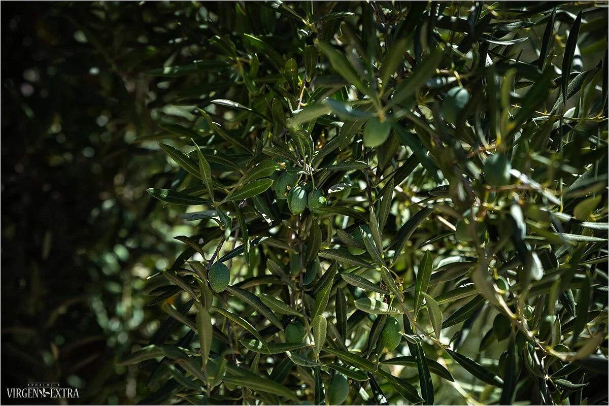 Picual alyvuogės | Andalūzija.Virgen Extra