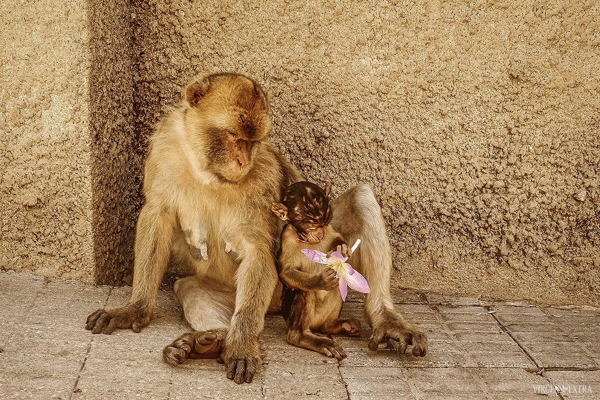 Gibraltaro beždžionės | Andalūzija. Virgen Extra