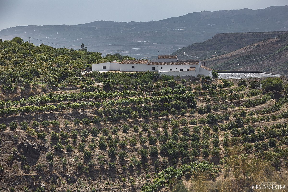 Avokadų plantacijos Andalūzijoje  | ©laimafoto