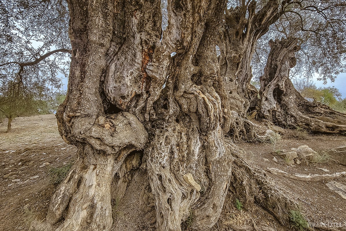 1000 metų alyvmedžiai&nbsp;| Andalūzija. Virgen Extra