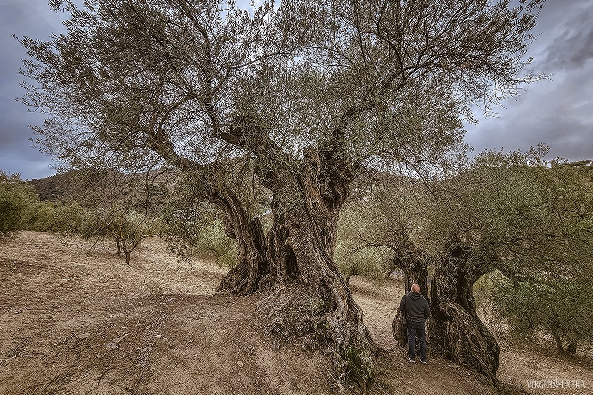 1000 metų alyvmedžiai&nbsp;| Andalūzija. Virgen Extra