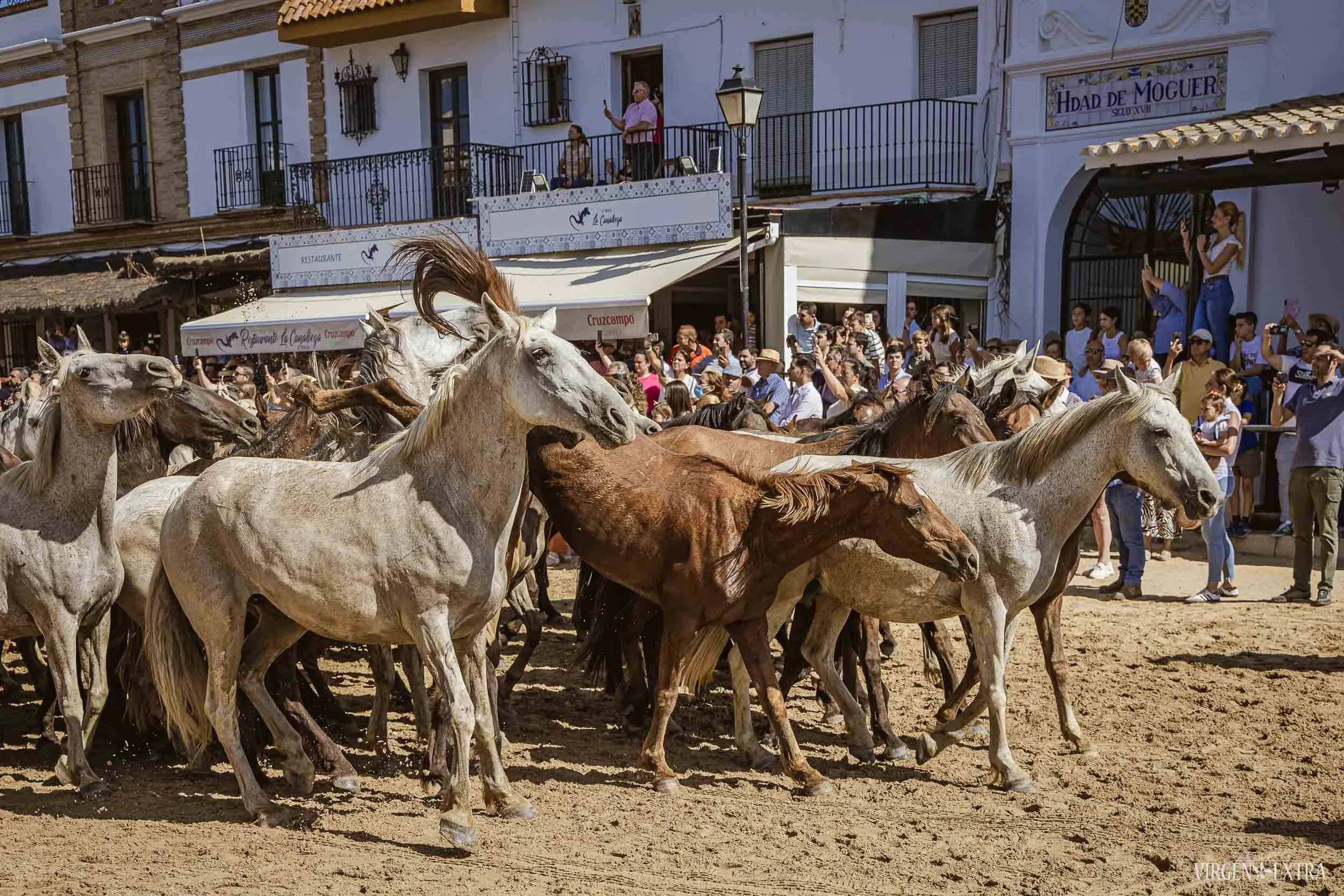 Caballo Marismeño El Rocío miestelio gatvėse | Andalūzija. Virgen Extra