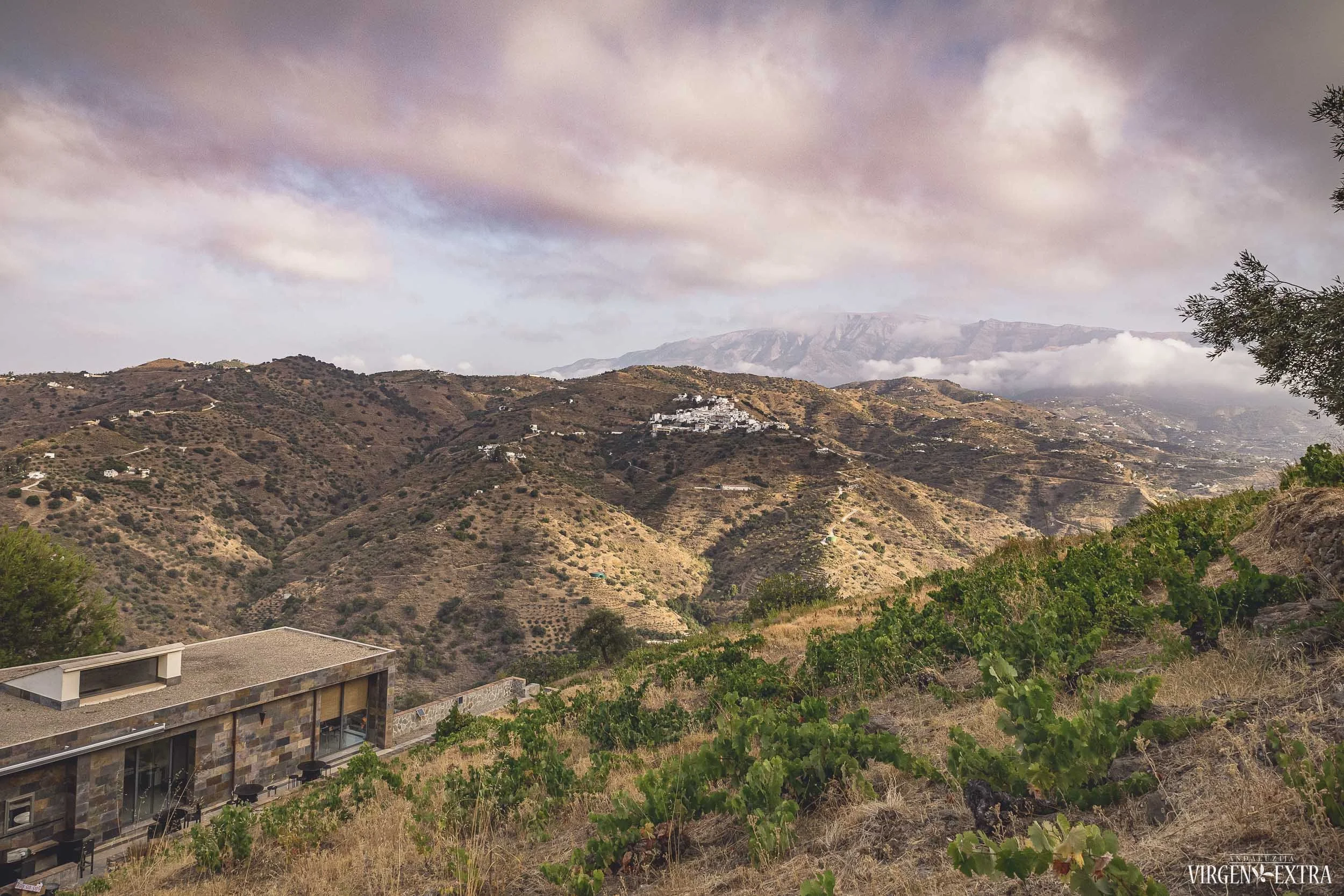 Vynuogių derliaus nuėmimas&nbsp;|&nbsp;©Andalūzija. Virgen Extra