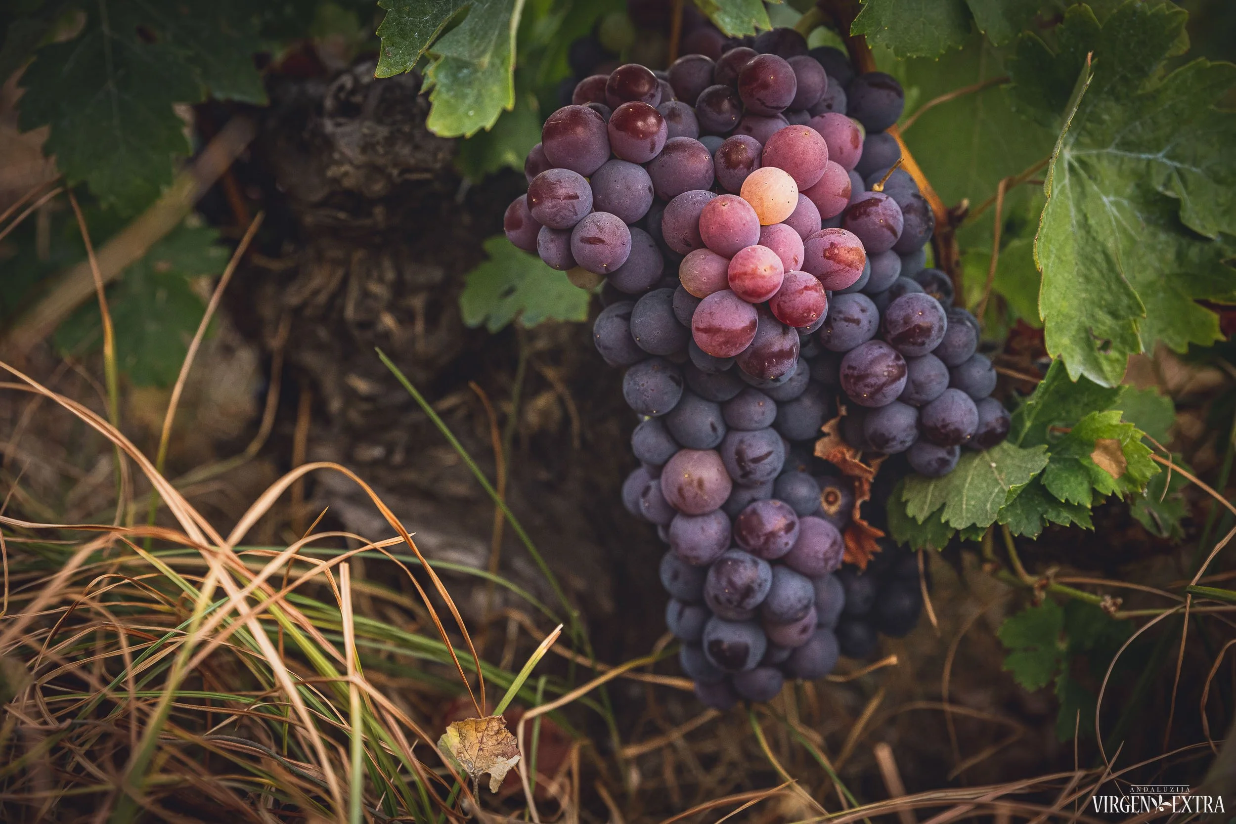 Vynuogės Andalūzijoje&nbsp;|&nbsp;©Andalūzija. Virgen Extra