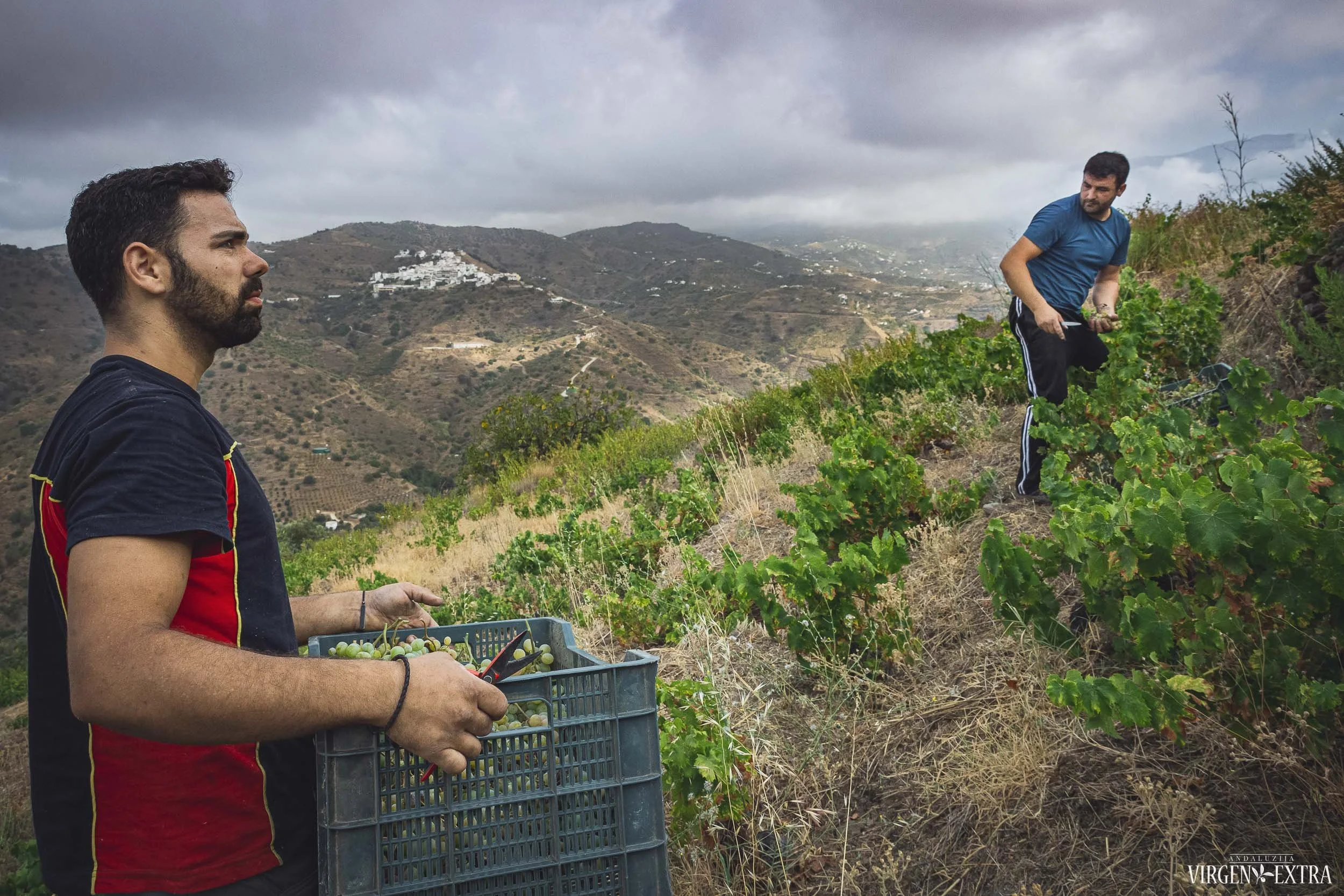 Vyno derlius&nbsp;|&nbsp;©Andalūzija. Virgen Extra