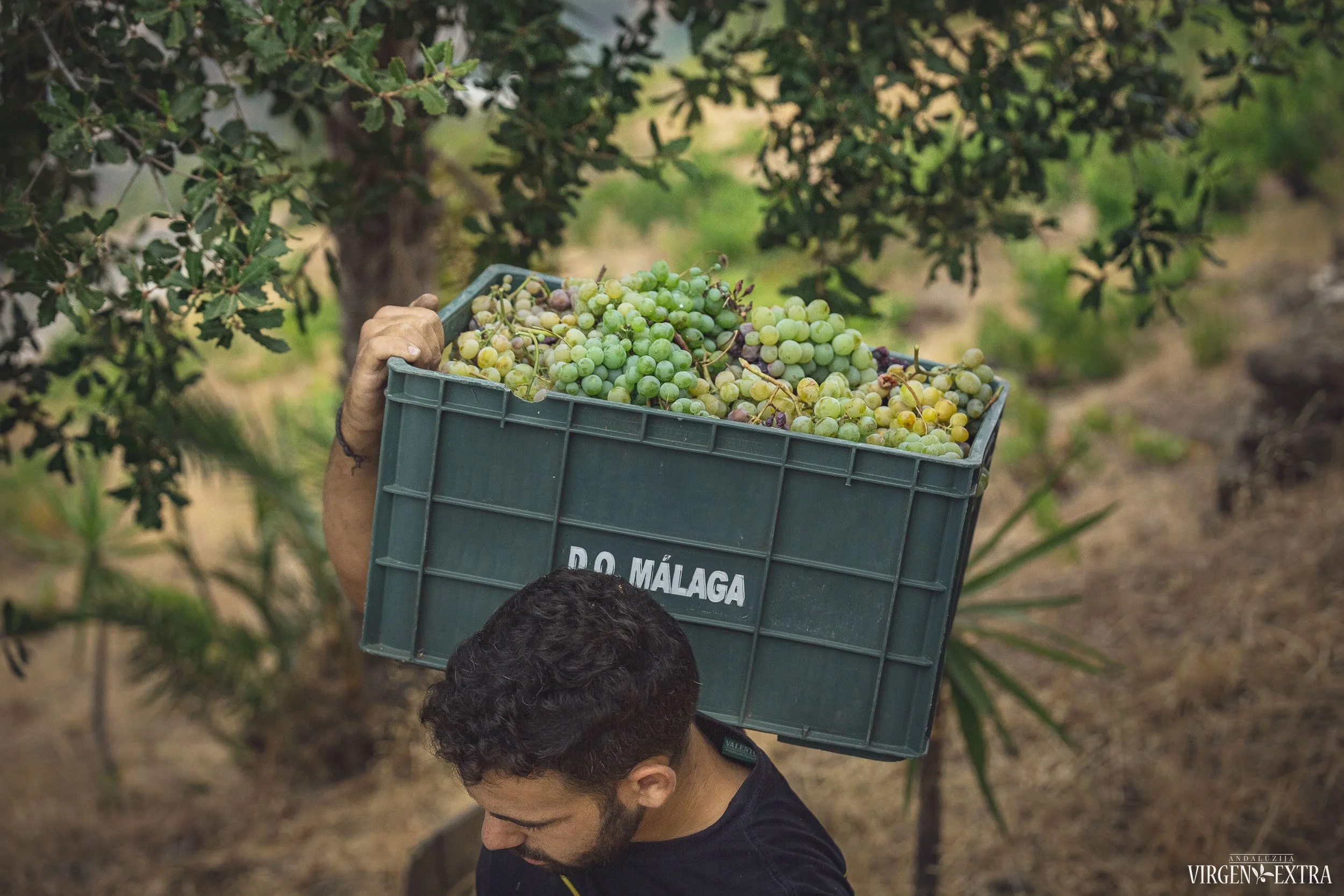 Malagos vynas&nbsp;|&nbsp;©Andalūzija. Virgen Extra