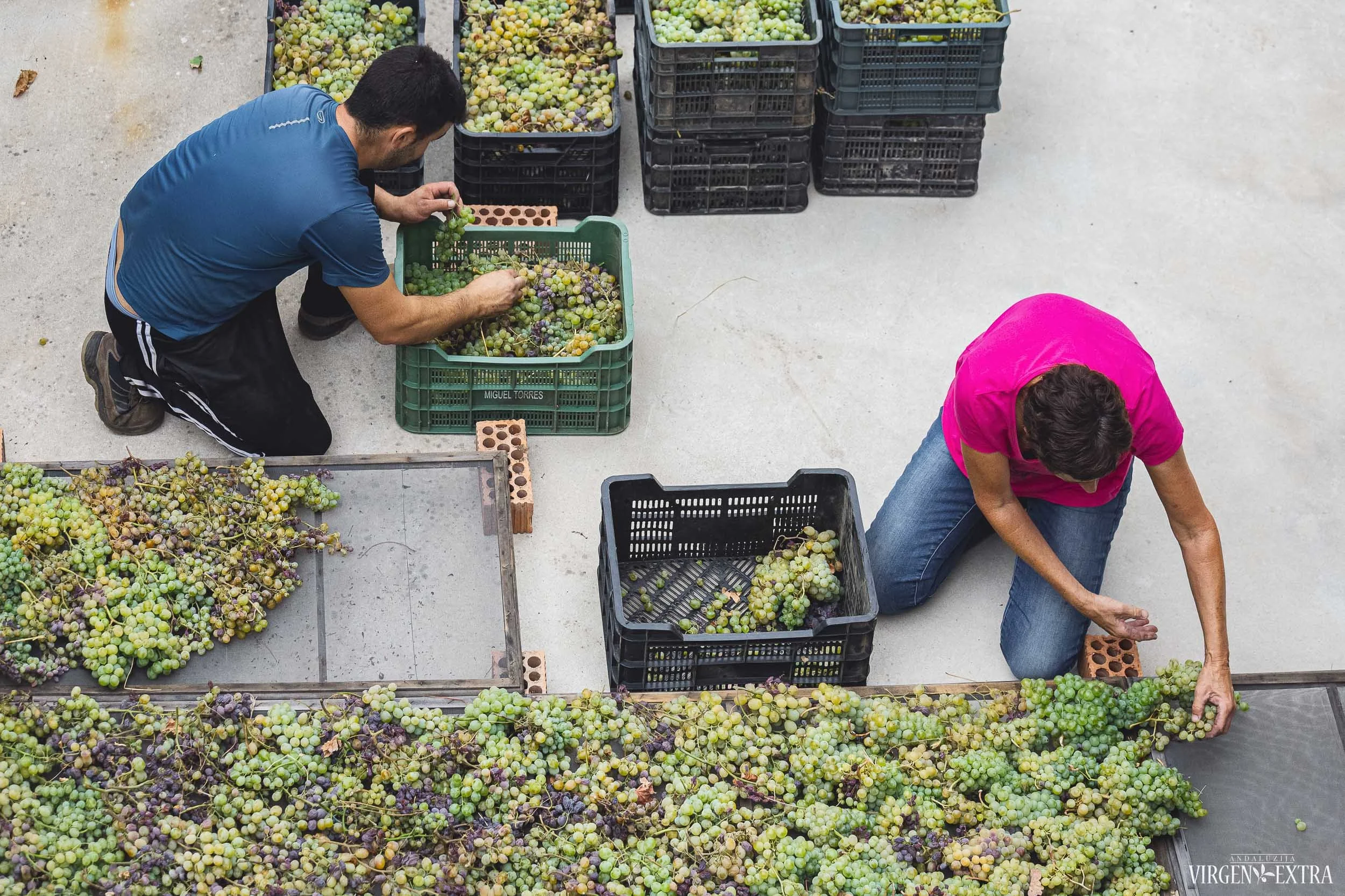 Vynuogių derlius&nbsp;|&nbsp;Andalūzija. Virgen Extra