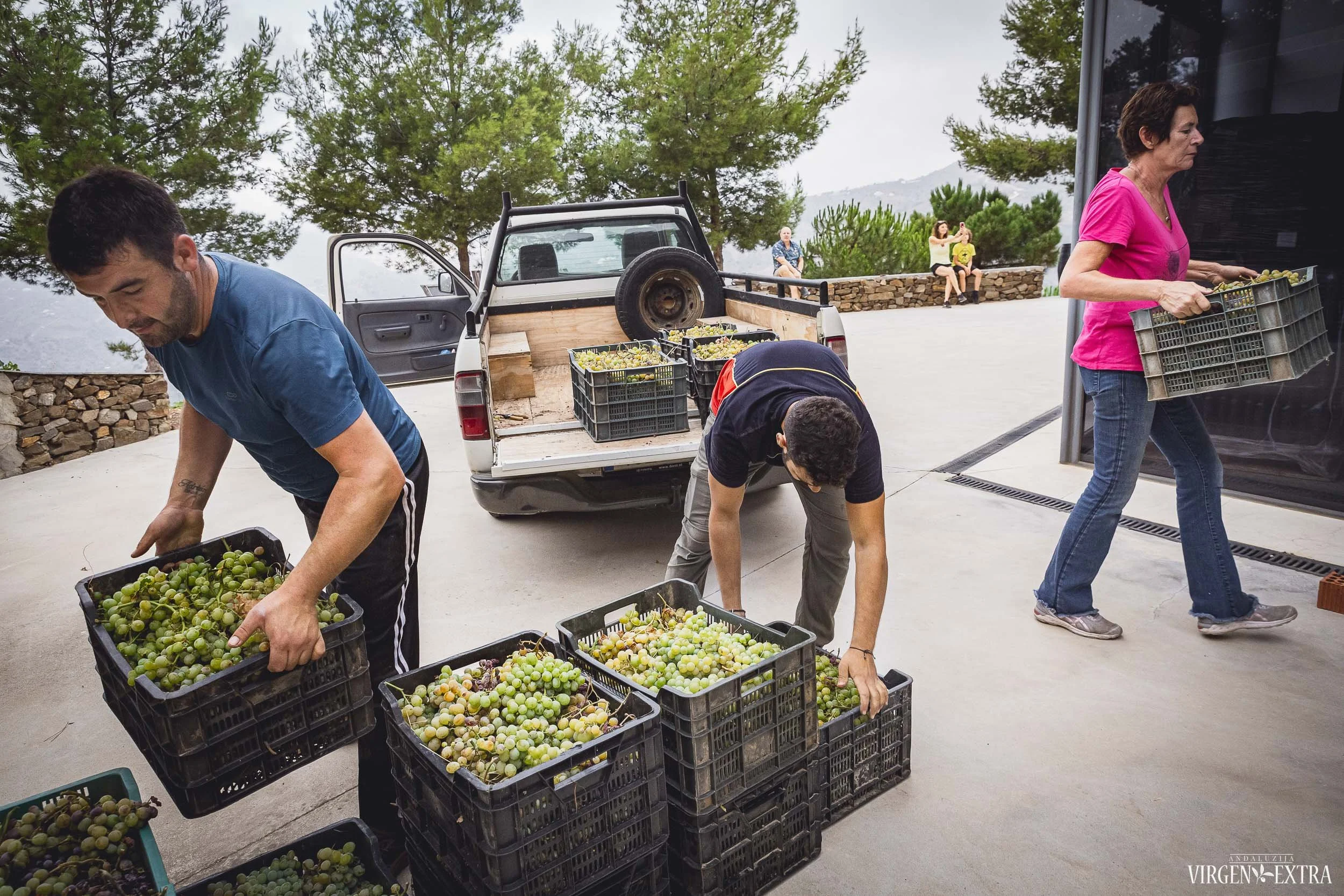 Vynuogių derlius&nbsp;|&nbsp;Andalūzija. Virgen Extra