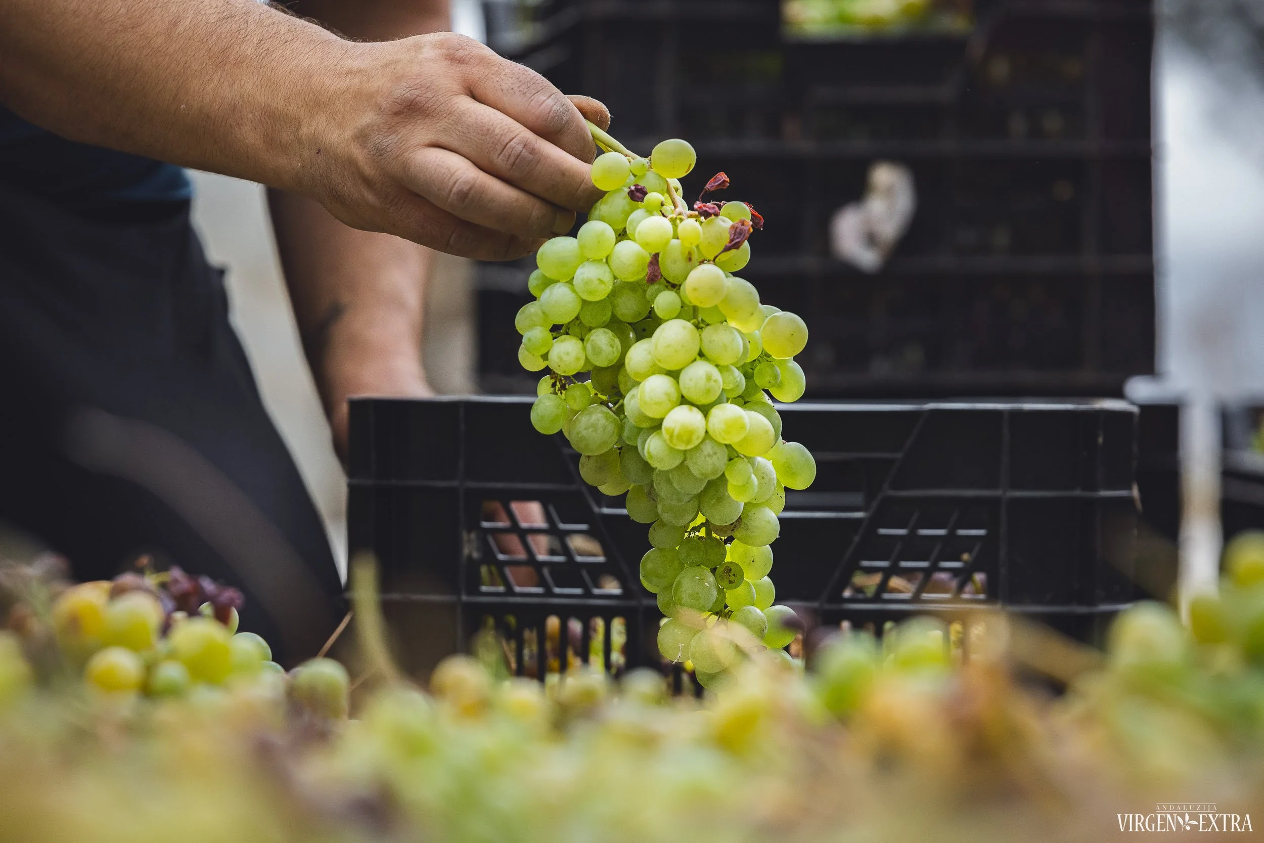 Vynuogių derlius&nbsp;|&nbsp;Andalūzija. Virgen Extra